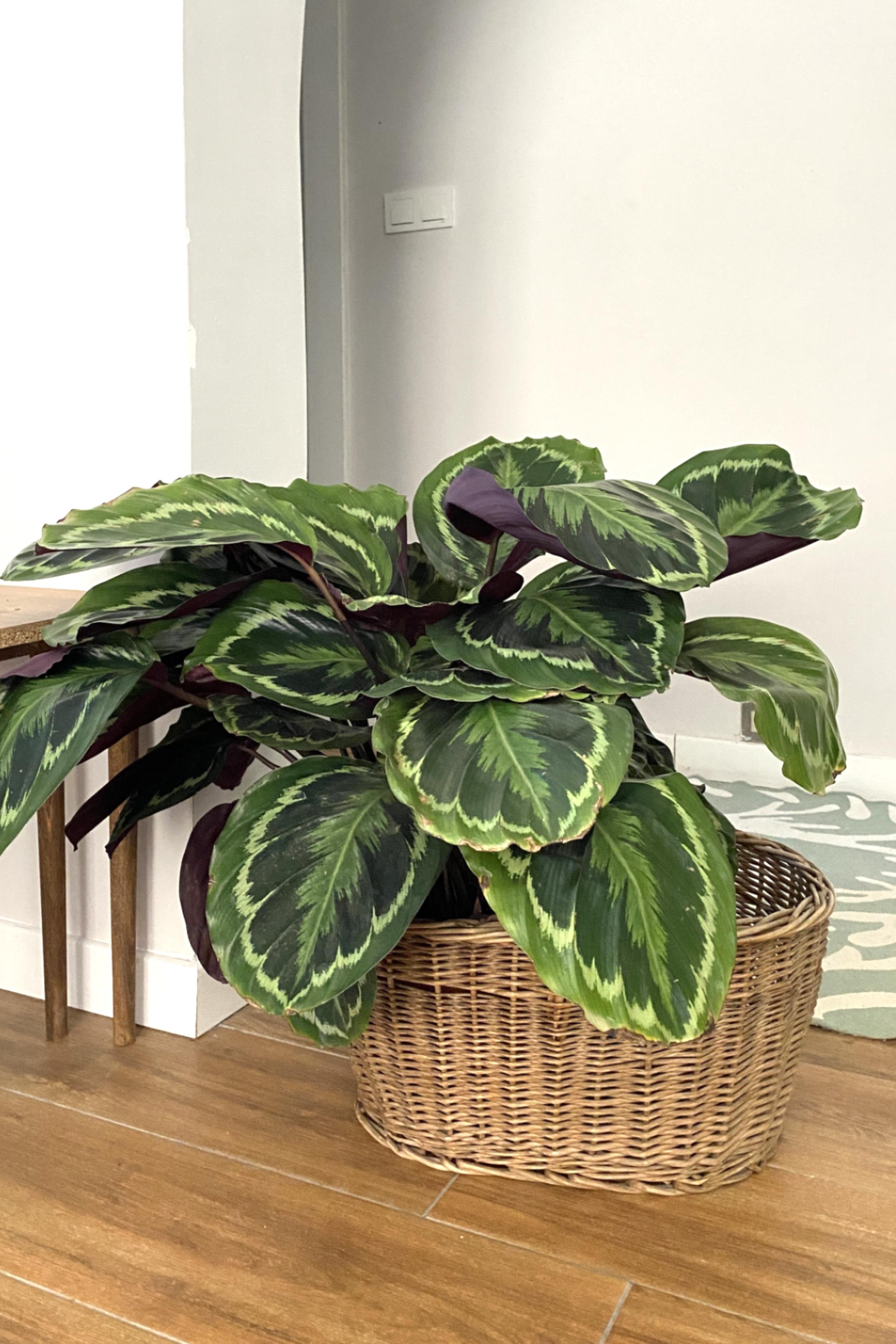 Calathea Medallion (Dua Çiçeği) 90-100 cm