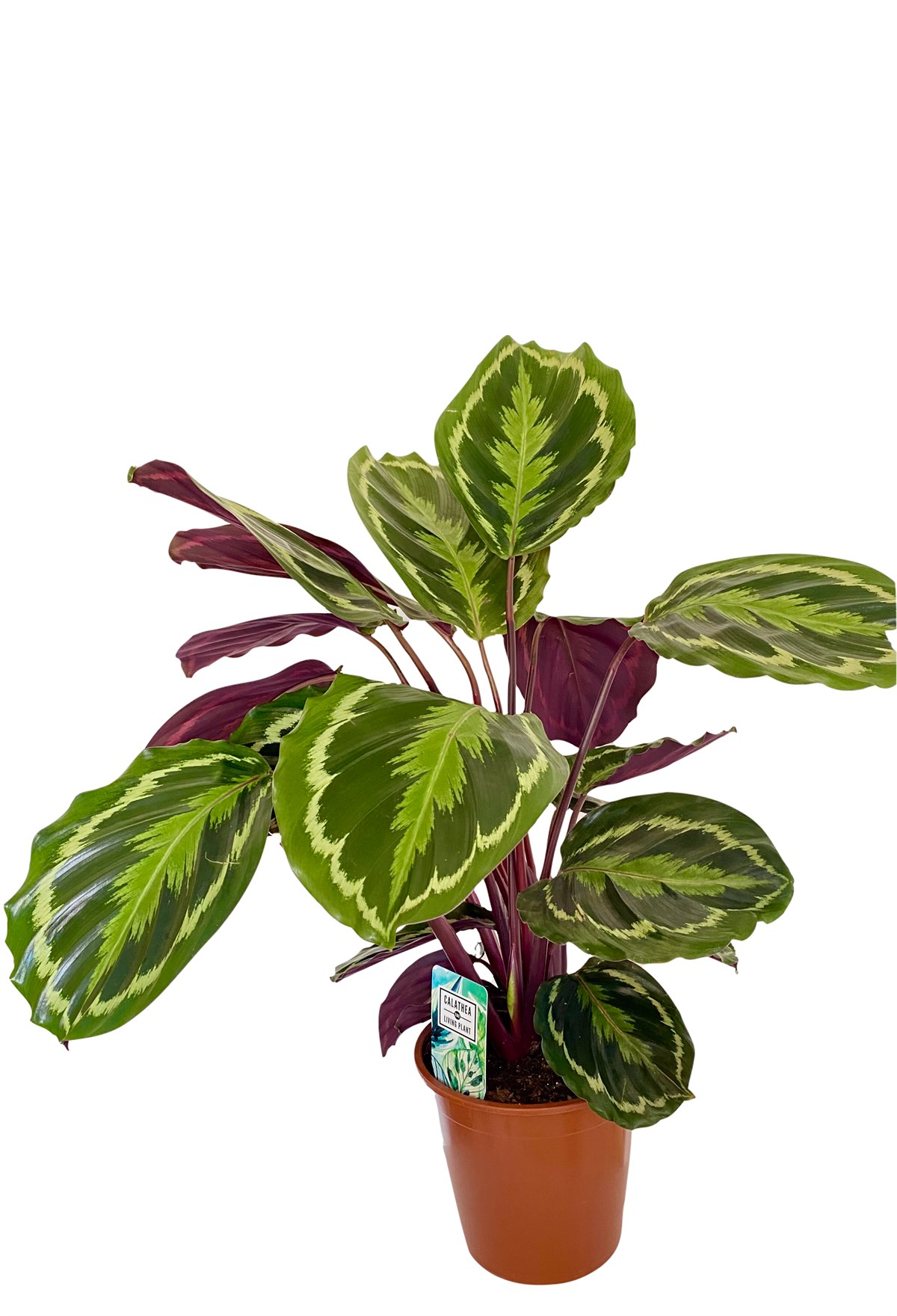 Calathea Medallion (Dua Çiçeği)