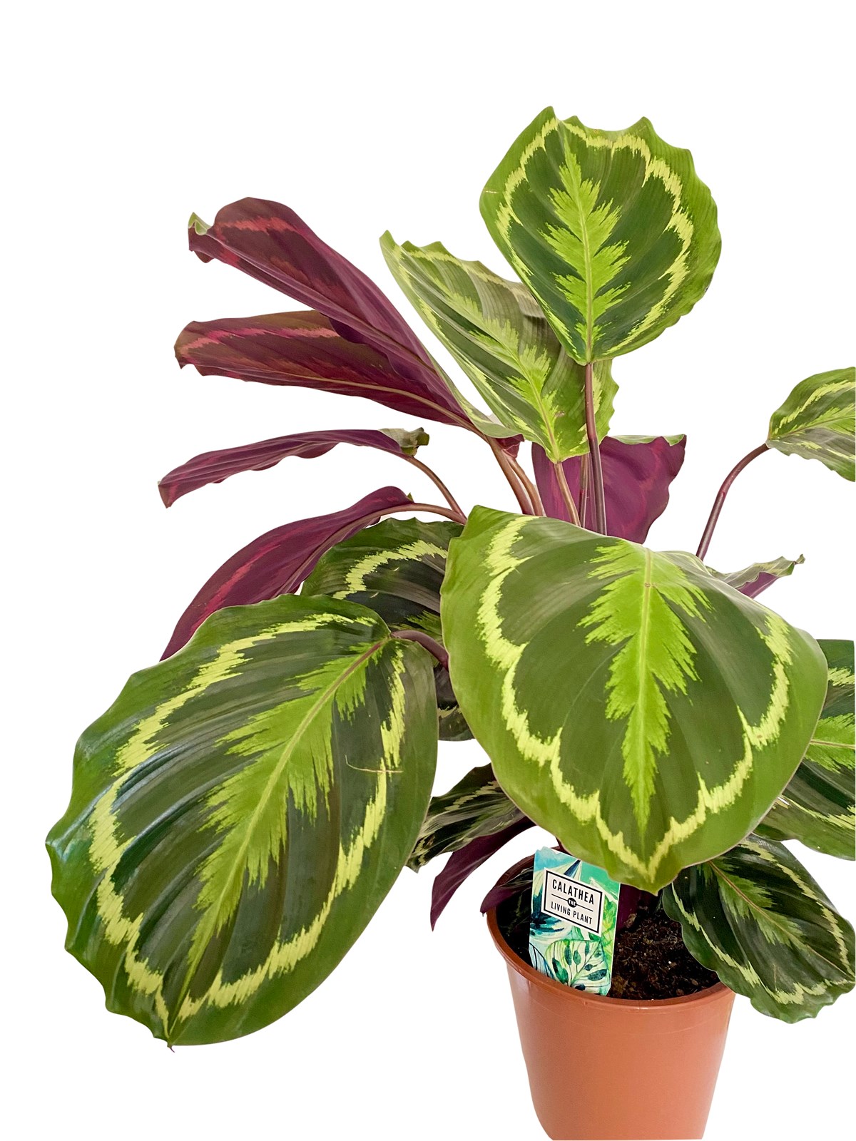 Calathea Medallion (Dua Çiçeği)