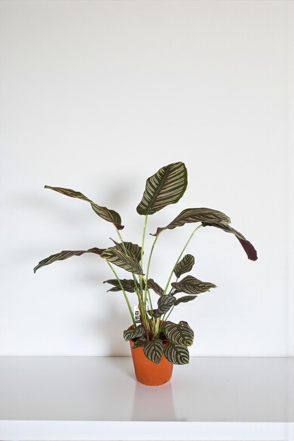 Calathea Ornata Sanderiana (Dua Çiçeği) 60-70 cm 