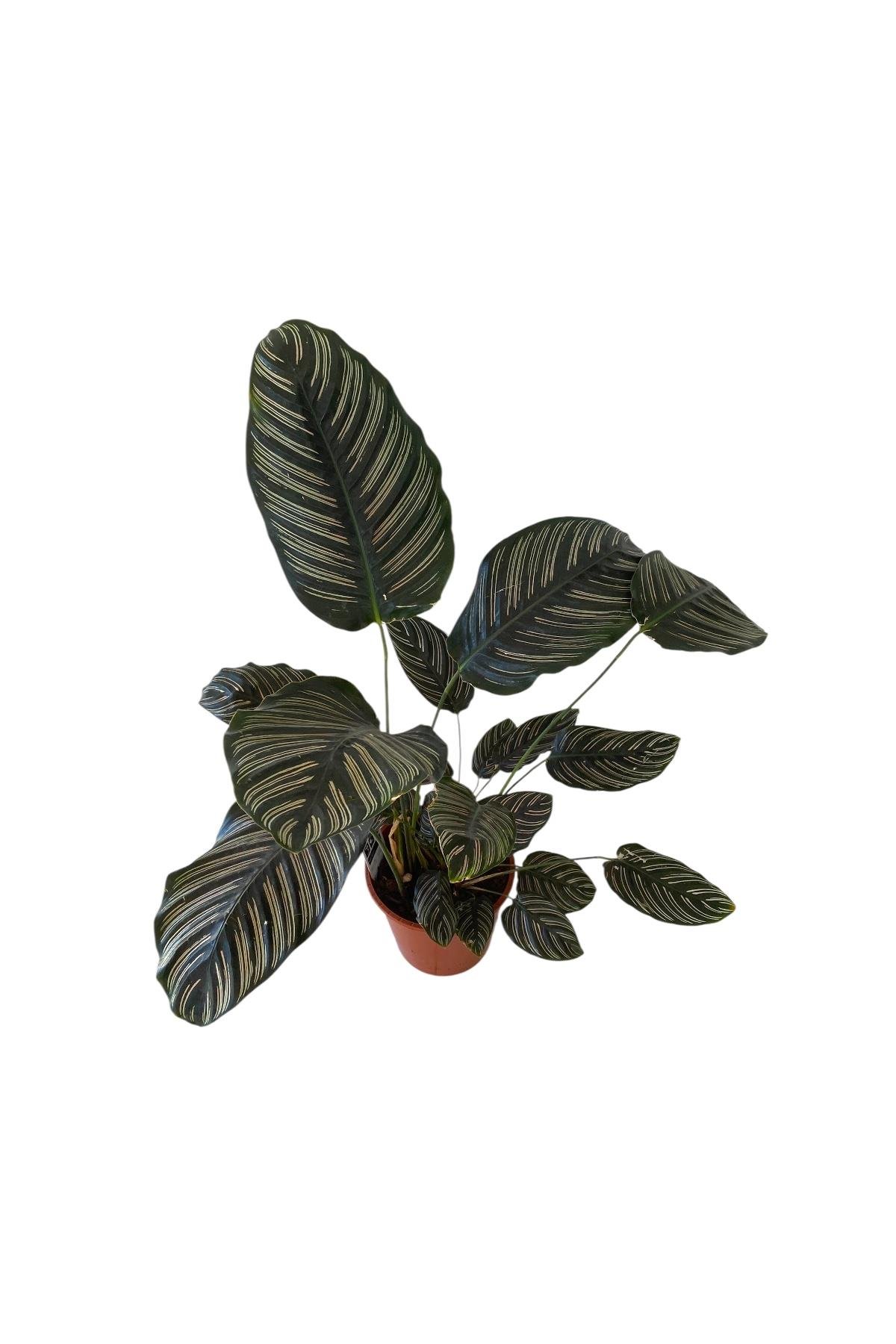 Calathea Ornata Sanderiana (Dua Çiçeği) 60-70 cm 