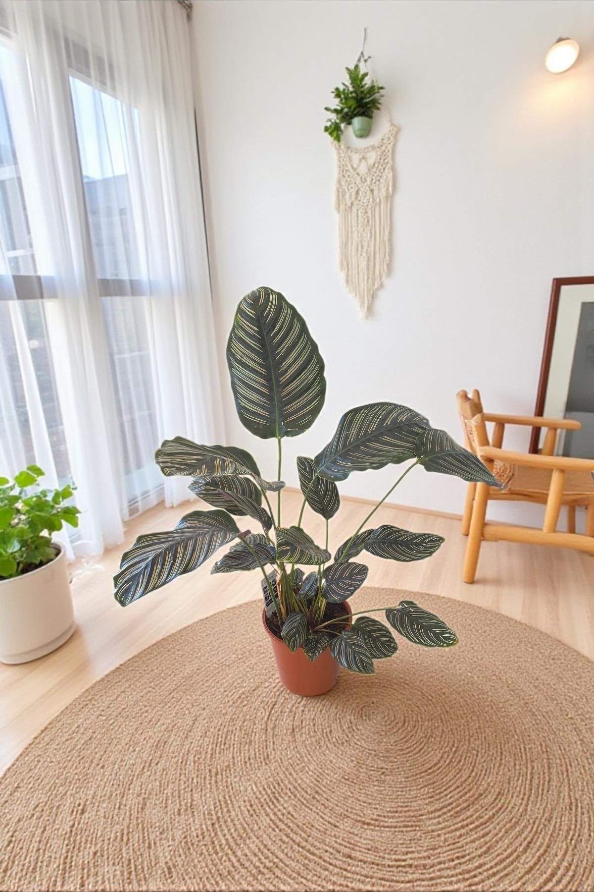 Calathea Ornata Sanderiana (Dua Çiçeği) 60-70 cm 