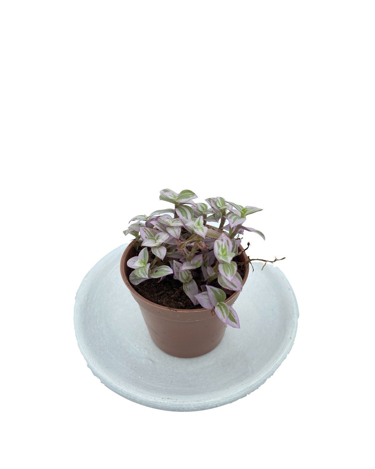 Callisia Repens Pink Lady