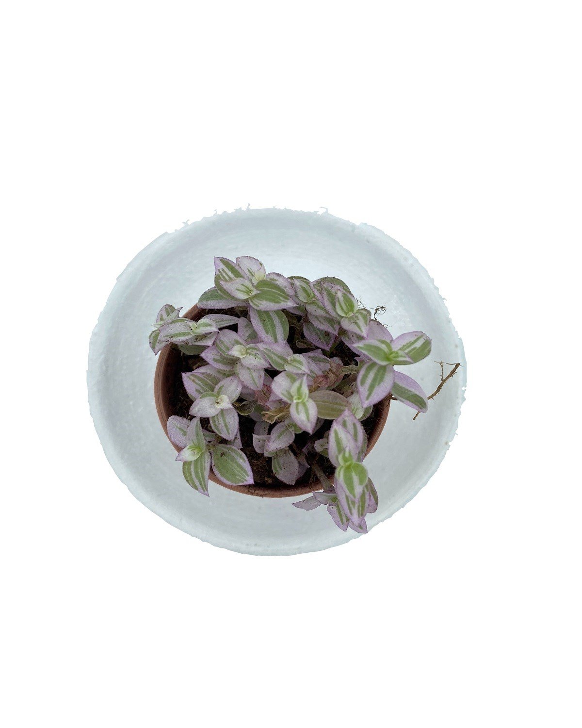 Callisia Repens Pink Lady