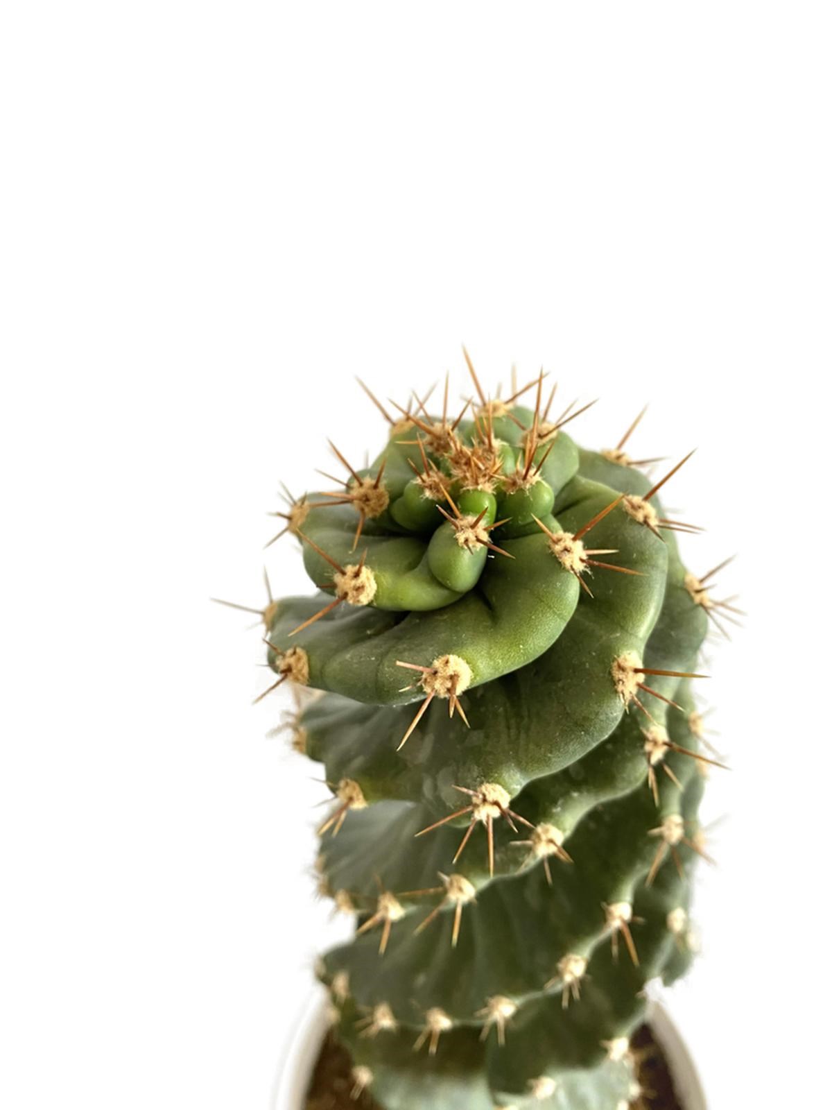 Cereus Jamacuru Spiralis Kaktüs