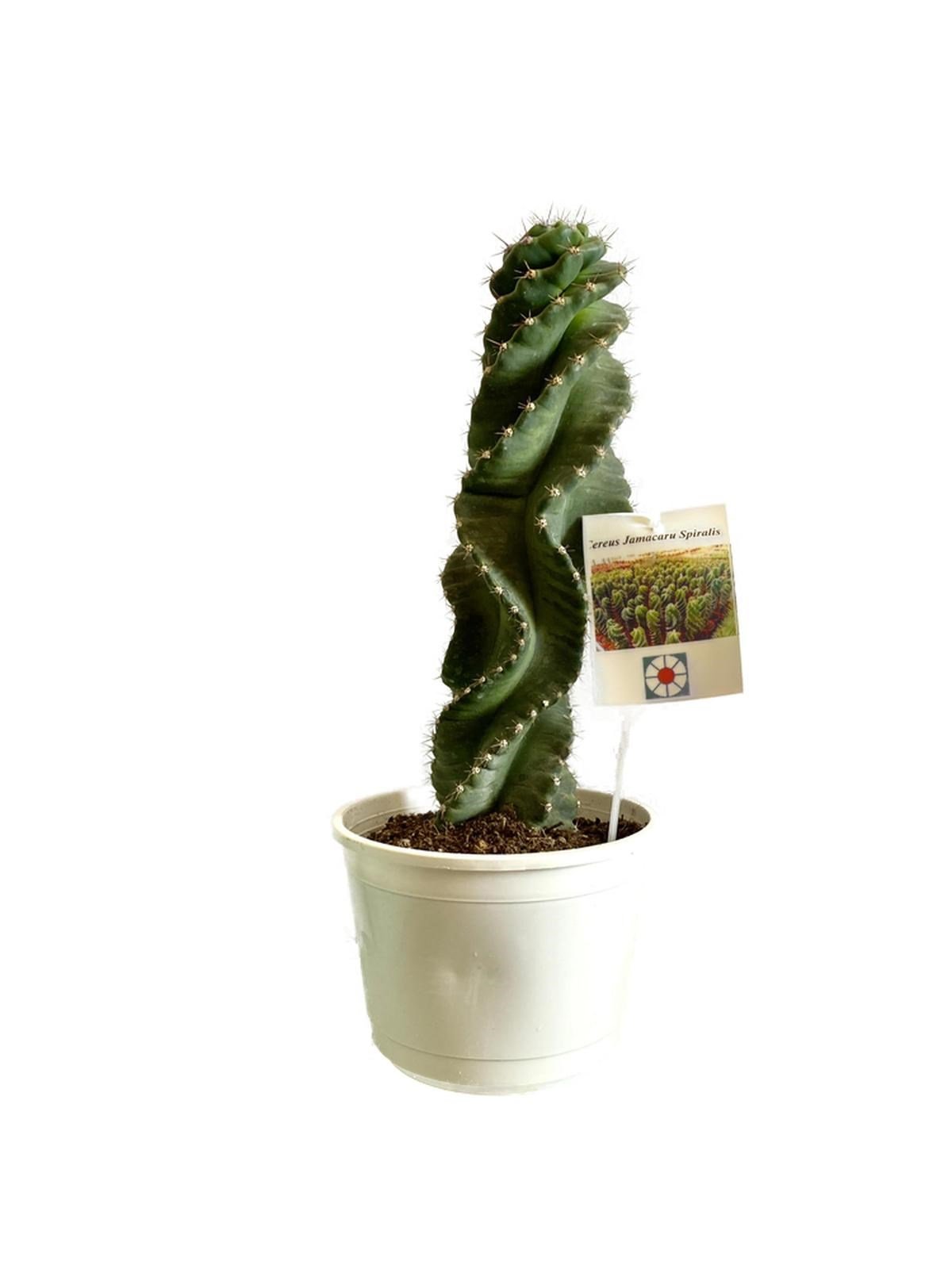 Cereus Jamacuru Spiralis Kaktüs