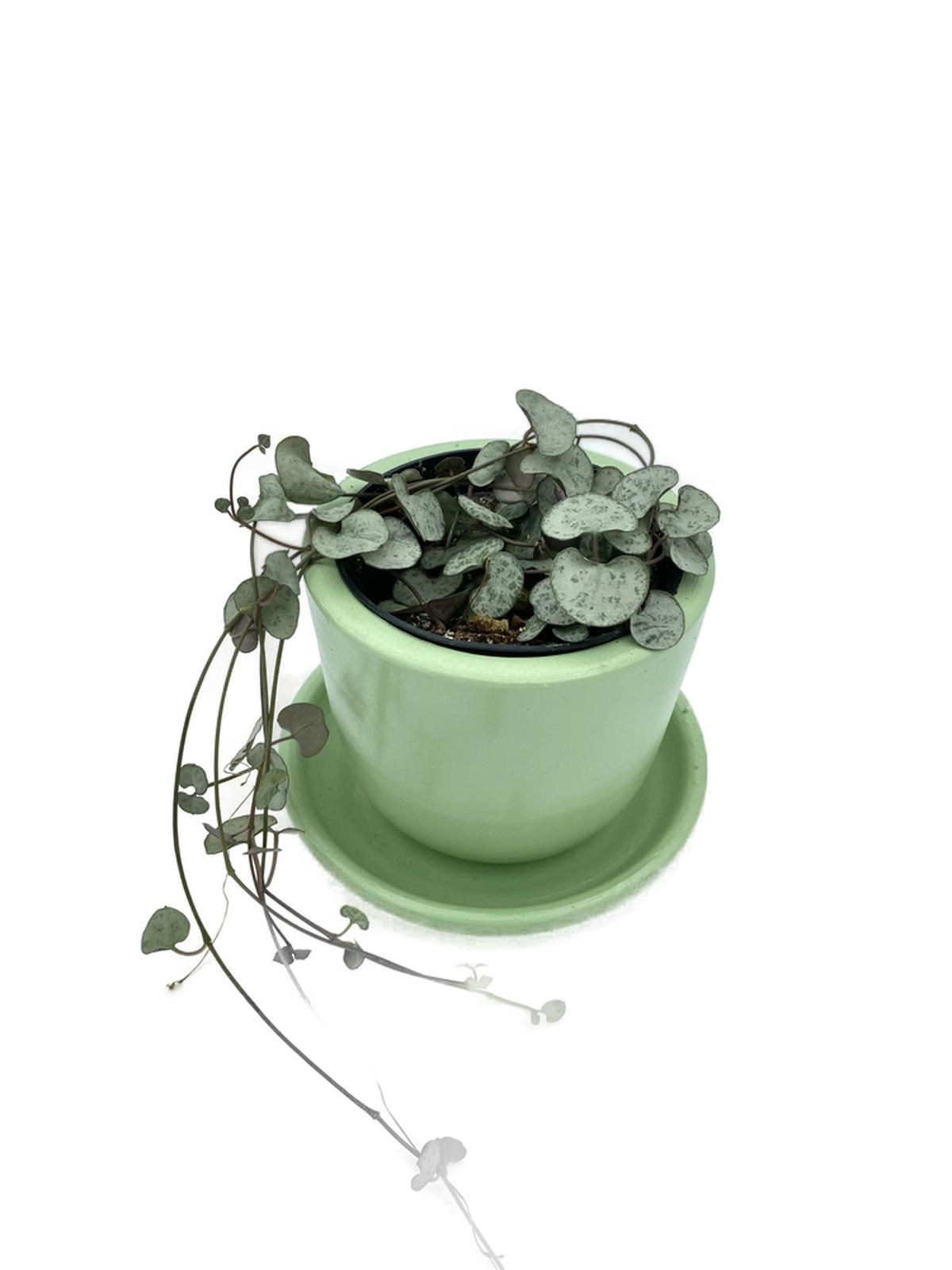 Ceropegia Woodii (Kalp Kalbe Karşı)