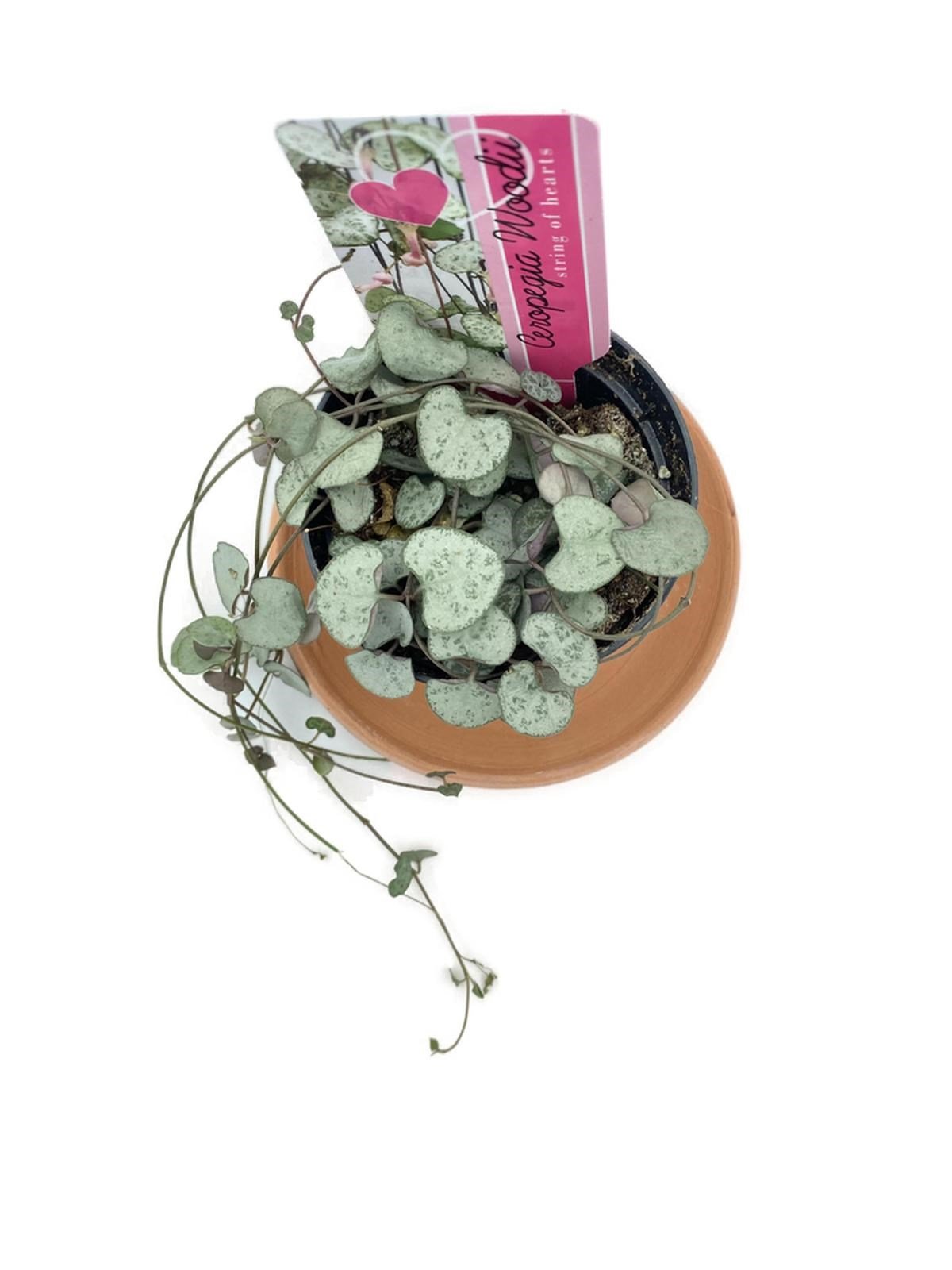 Ceropegia Woodii (Kalp Kalbe Karşı)