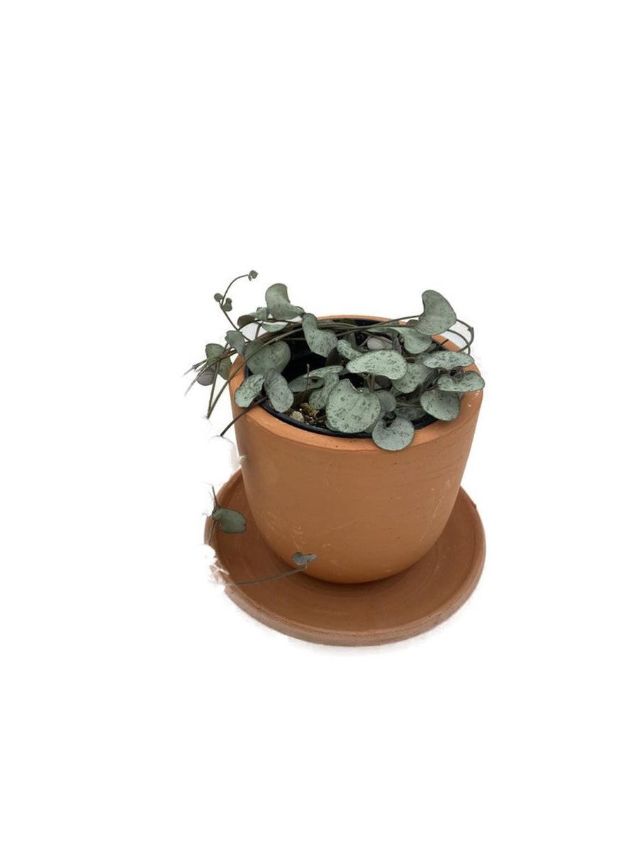 Ceropegia Woodii (Kalp Kalbe Karşı)