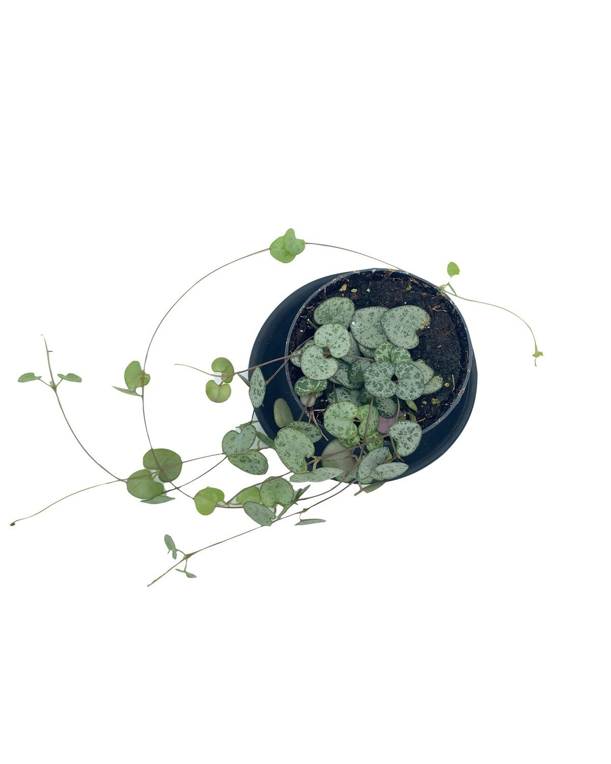 Ceropegia Woodii (Kalp Kalbe Karşı)