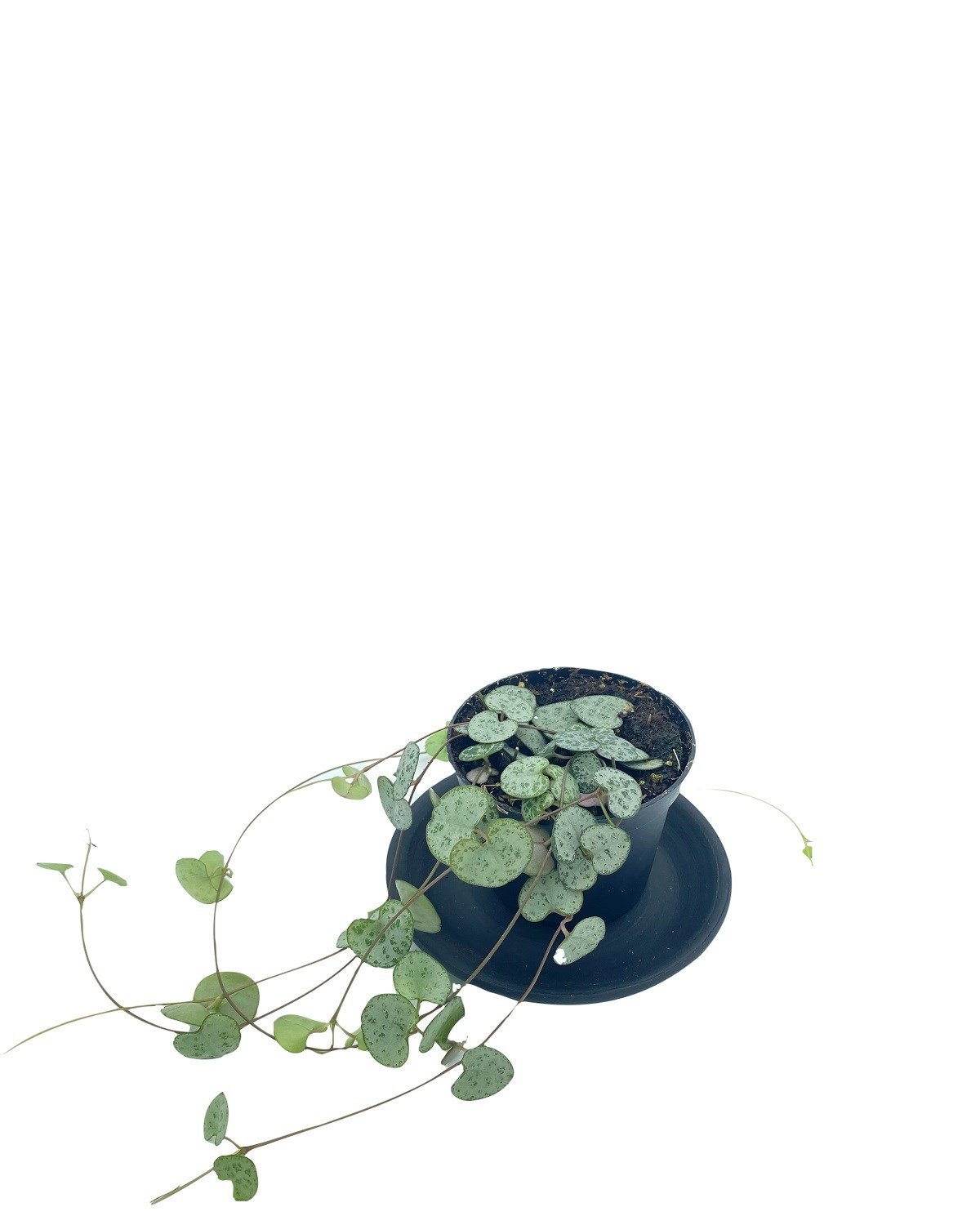 Ceropegia Woodii (Kalp Kalbe Karşı)