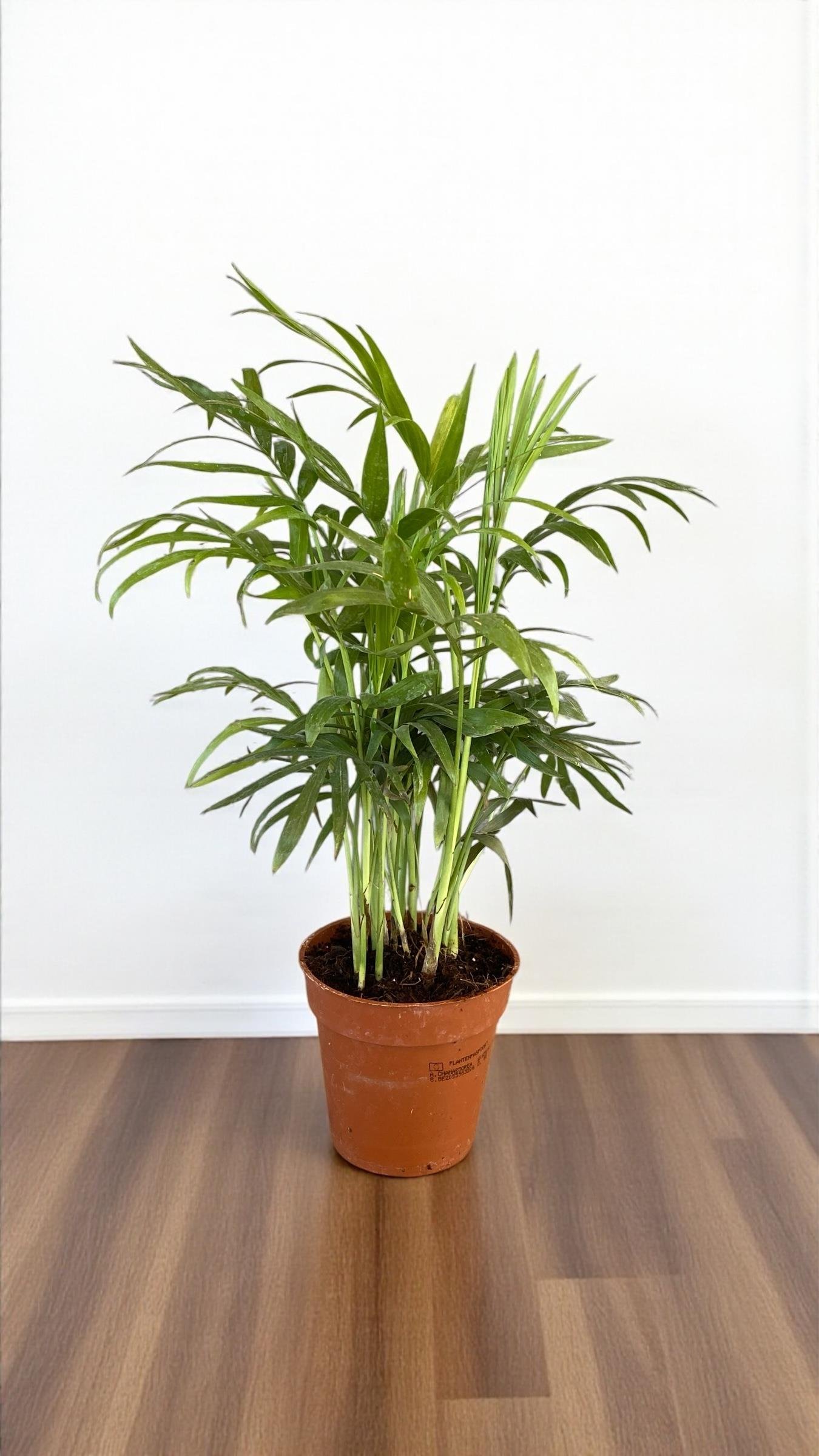 Chamaedorea Elegans Dağ Palmiyesi