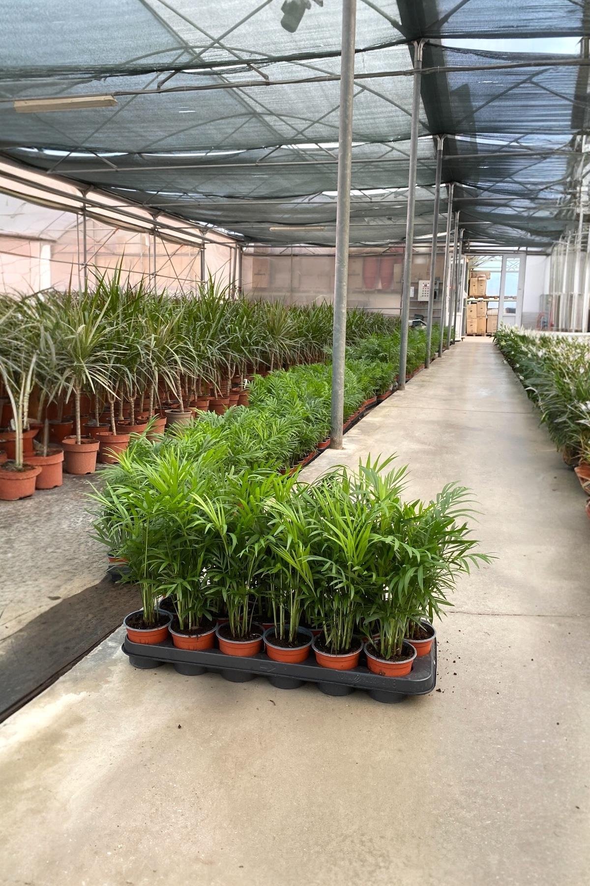 Chamaedorea Elegans Dağ Palmiyesi