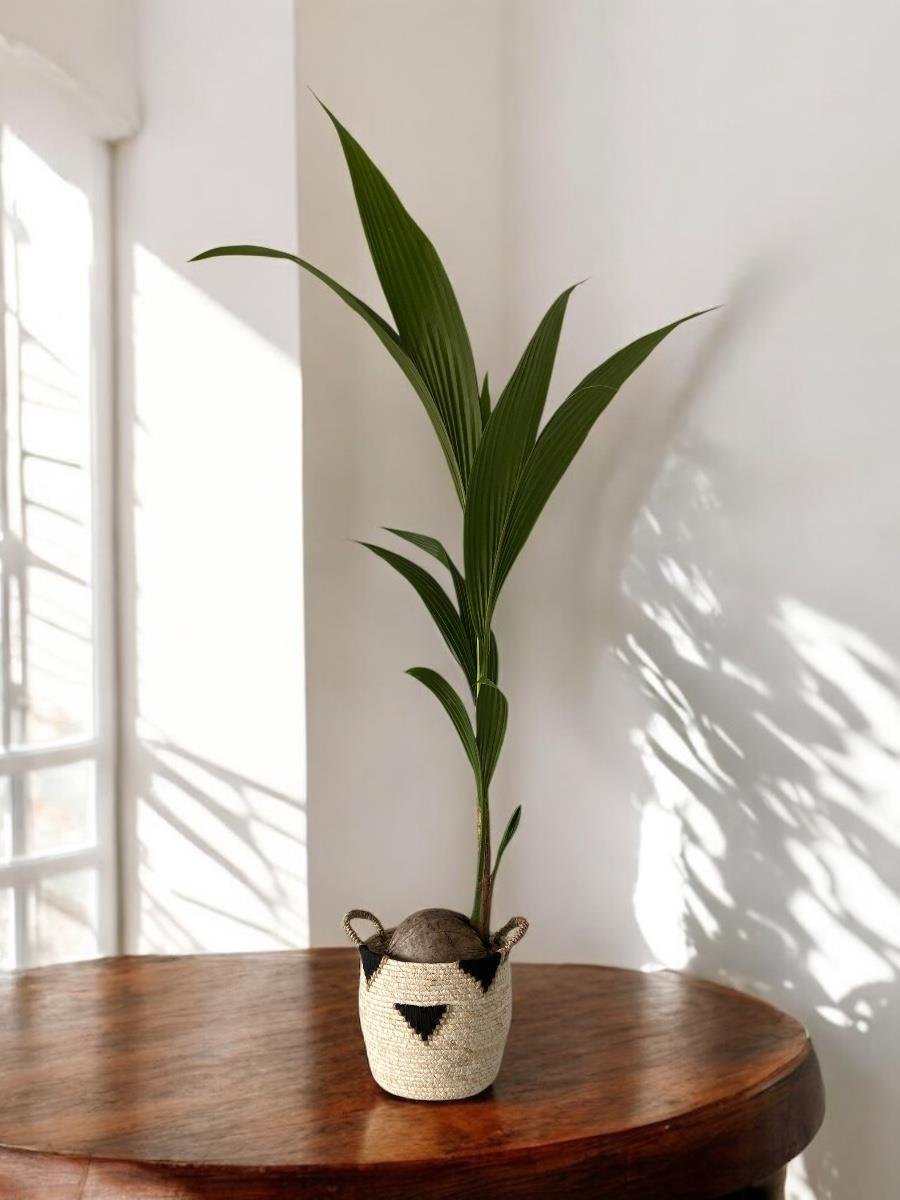 Cocos Palmiyesi 180-200 cm