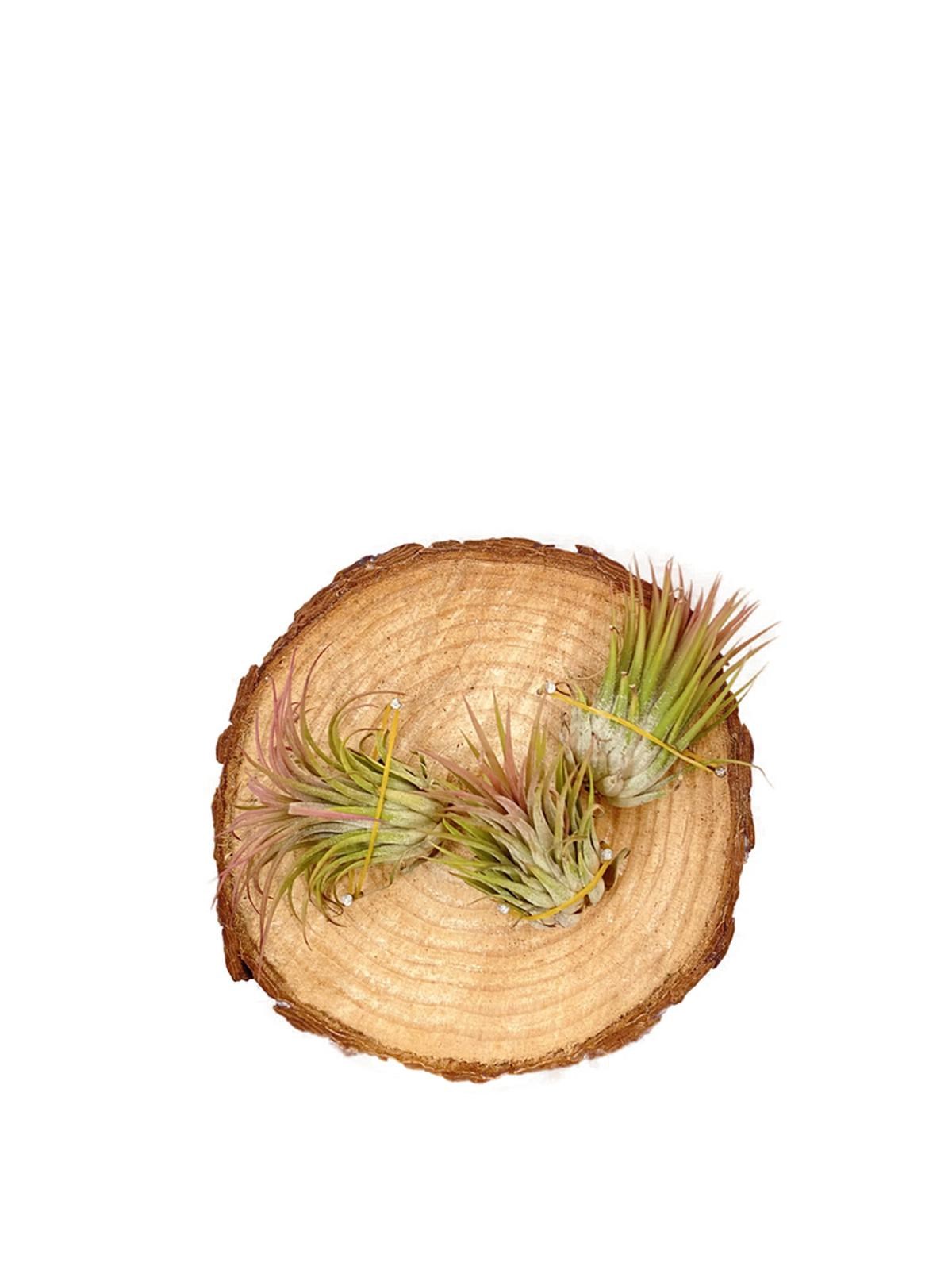 Dekoratif Kütüklü 3'lü Tillandsia Ionantha Air Plant Hava Bitkisi