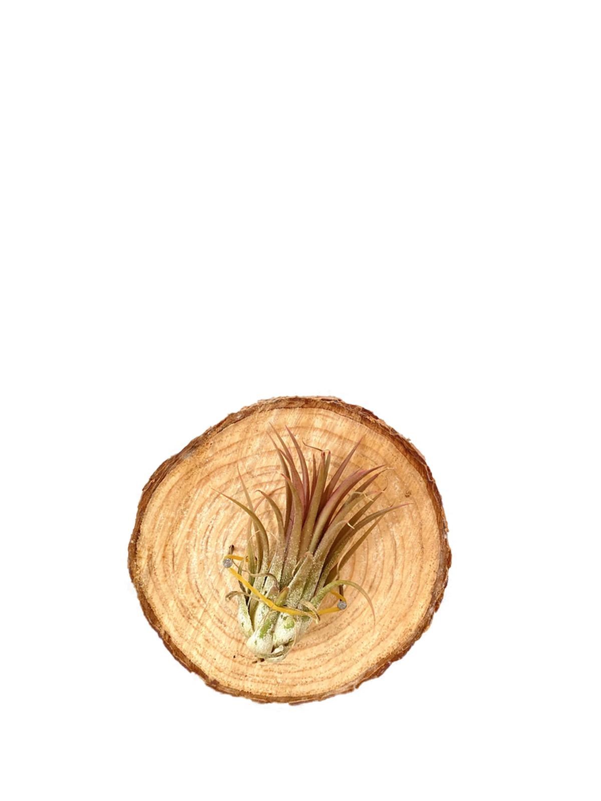 Dekoratif Kütüklü Tillandsia Ionantha Air Plant Hava Bitkisi