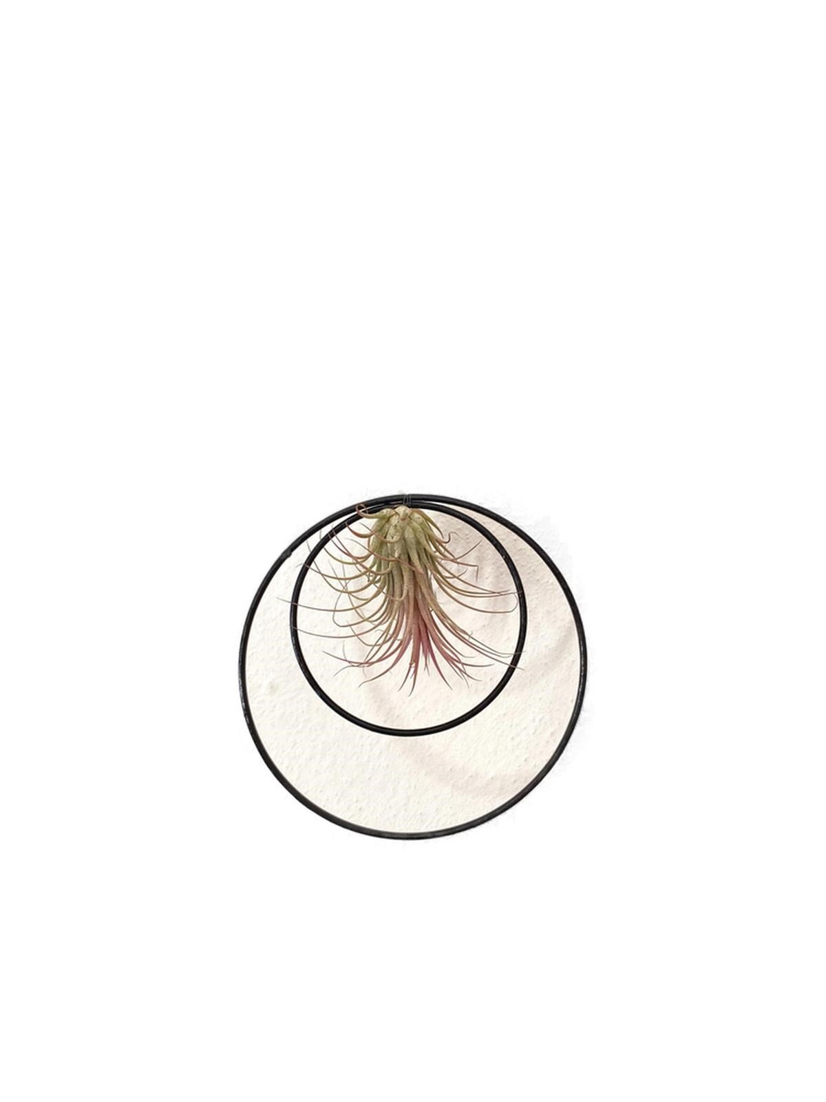 Dekoratif Sarkıtlı Tillandsia Ionantha Air Plant Hava Bitkisi