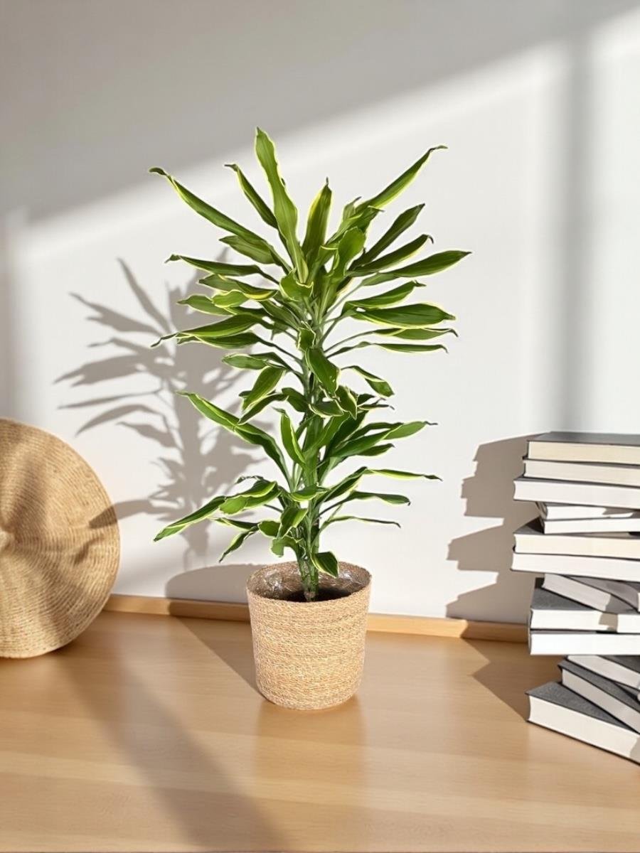 Dracaena Cintho - Large (Dracaena Fragrans)