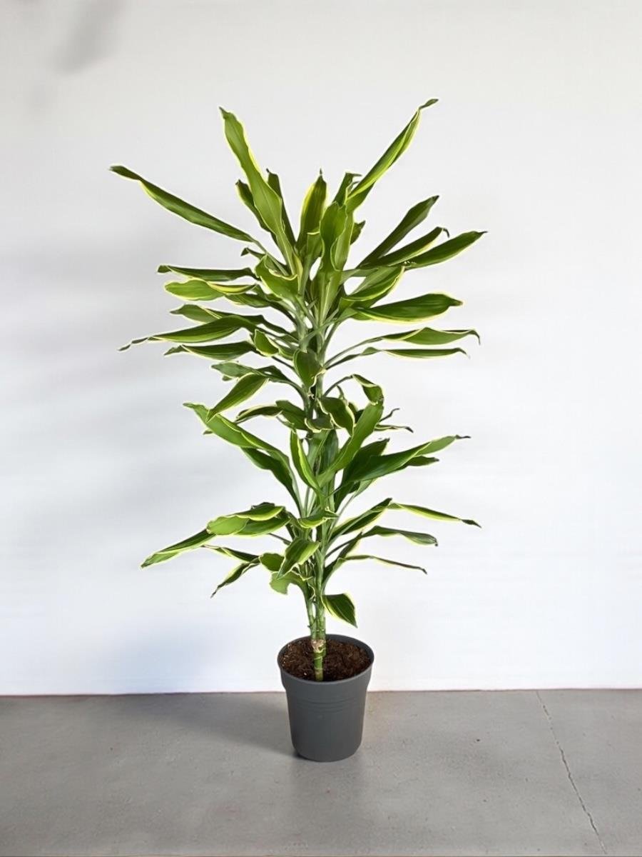 Dracaena Cintho - Large (Dracaena Fragrans)