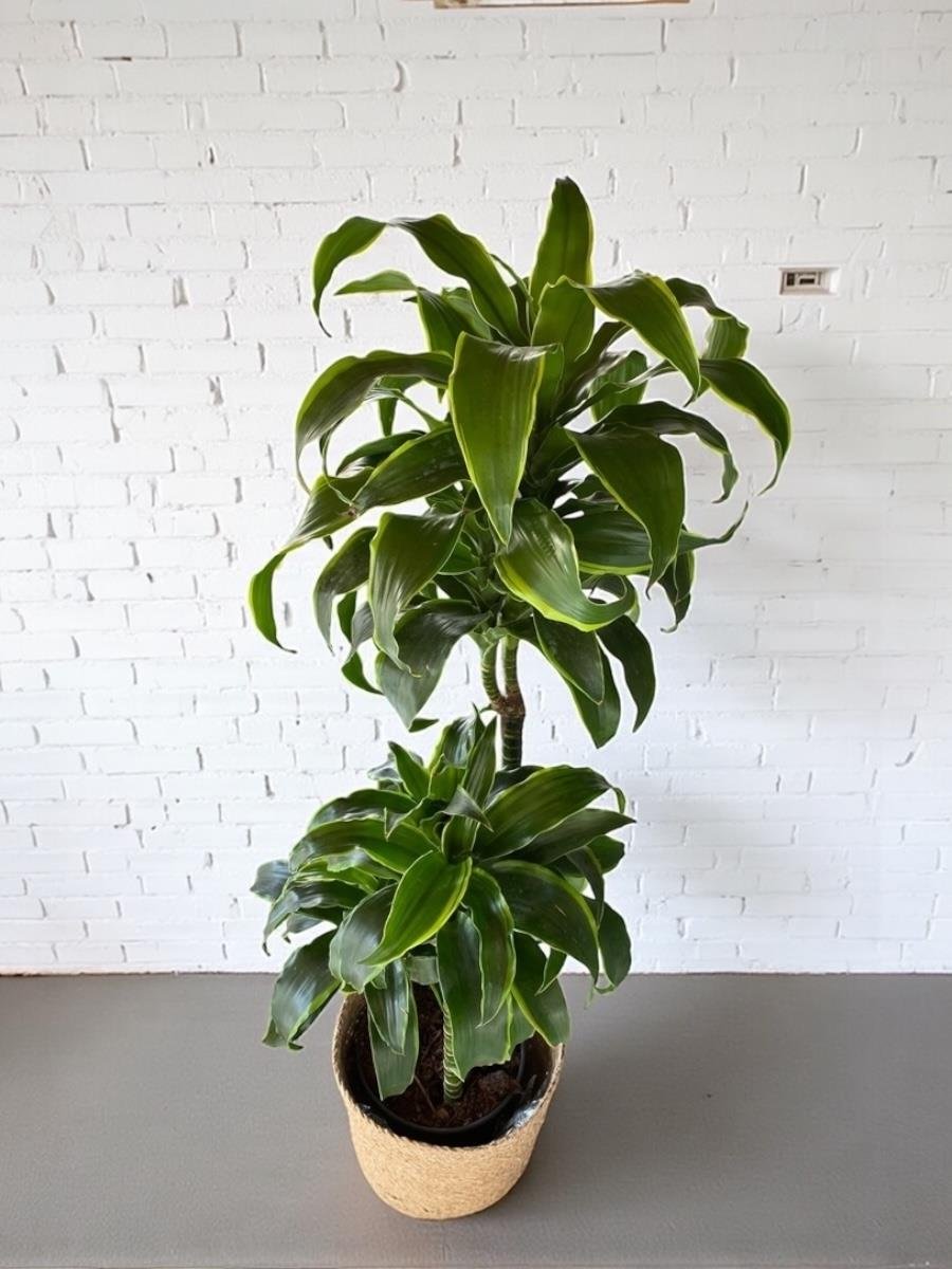 Dracaena Dorado Large 3 Gövdeli  (Dracaena Fragrans Dorado)