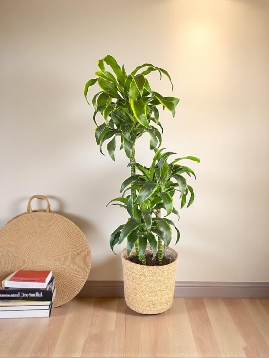 Dracaena Dorado Large 3 Gövdeli  (Dracaena Fragrans Dorado)