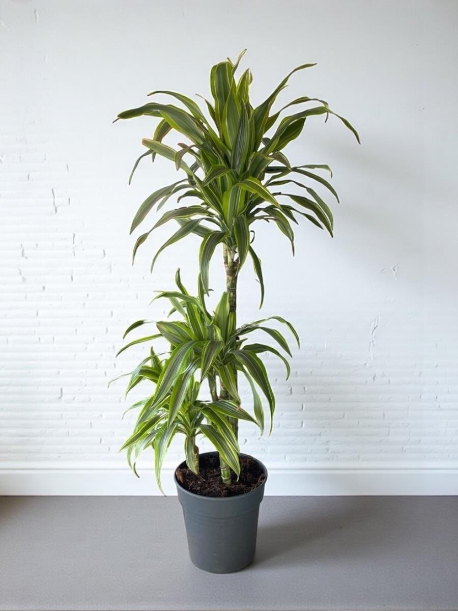 Dracaena Lemon Lime 3 Gövdeli - Renkli