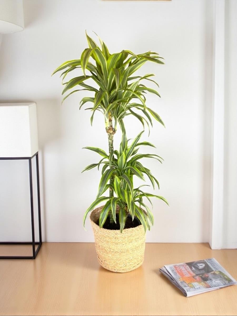 Dracaena Lemon Lime 3 Gövdeli - Renkli