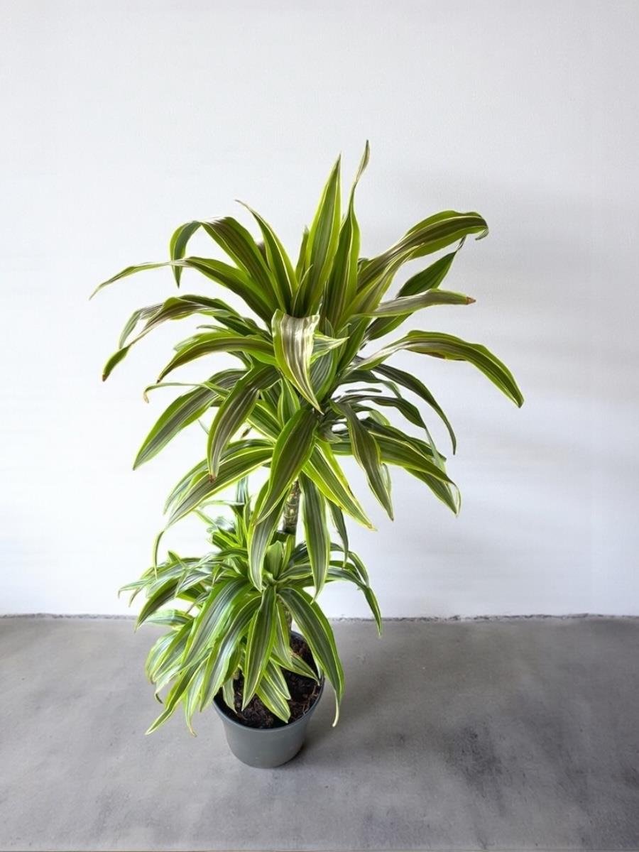 Dracaena Lemon Lime 3 Gövdeli - Renkli