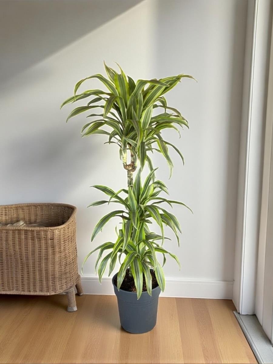 Dracaena Lemon Lime 3 Gövdeli - Renkli
