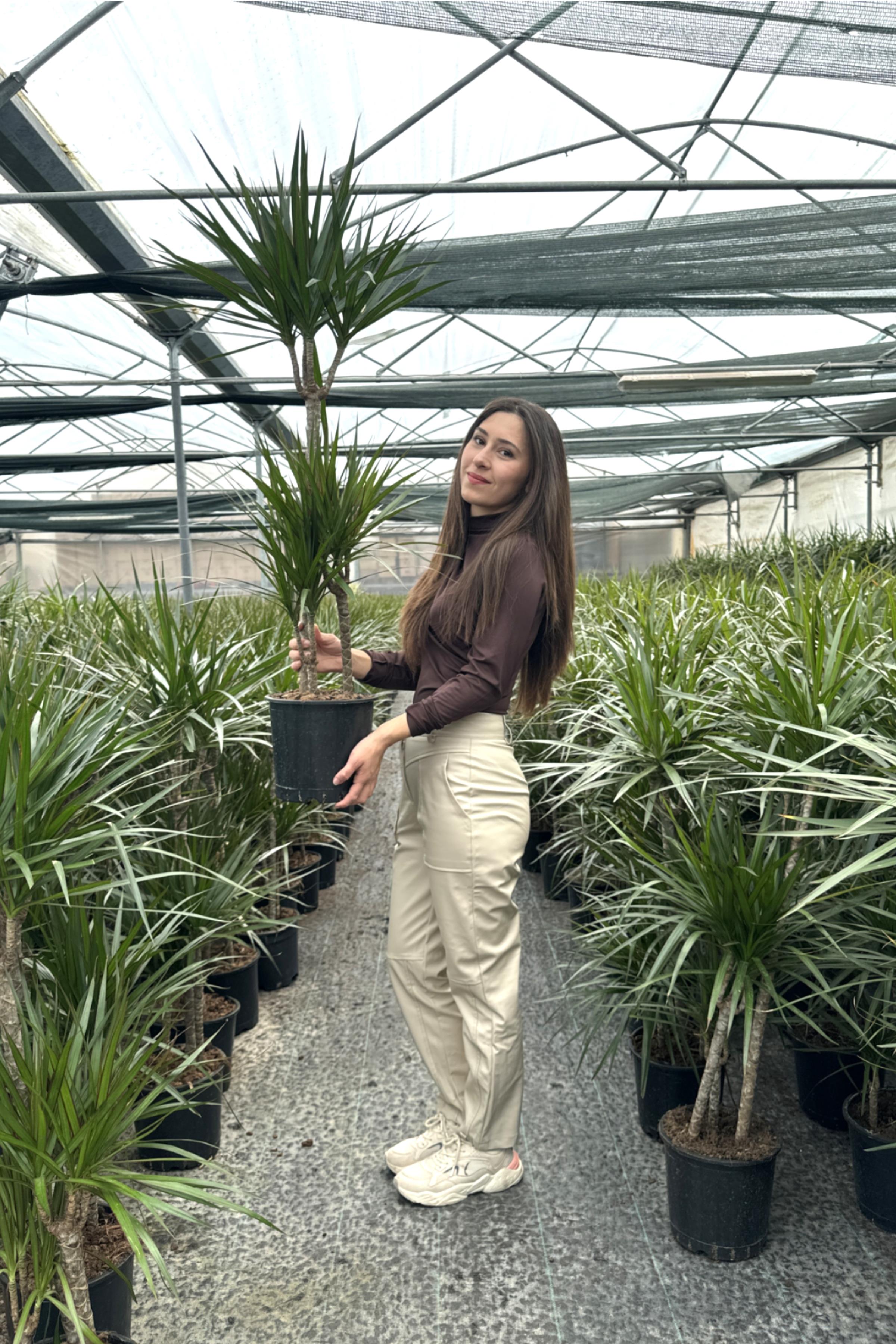 Dracaena Marginata Bitkisi 3 Gövdeli - Madagaskar Dragon Ağacı