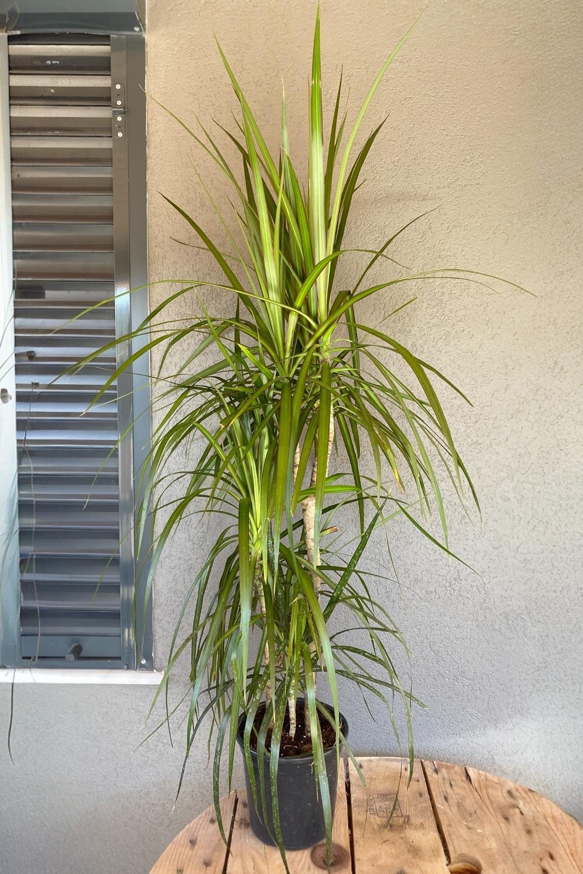 Dracaena Marginata Bitkisi 3 Gövdeli - Madagaskar Dragon Ağacı