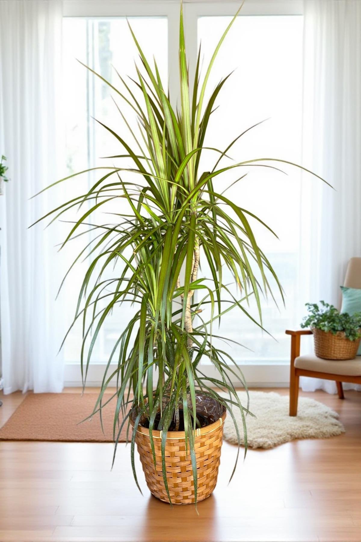 Dracaena Marginata Bitkisi 3 Gövdeli - Madagaskar Dragon Ağacı