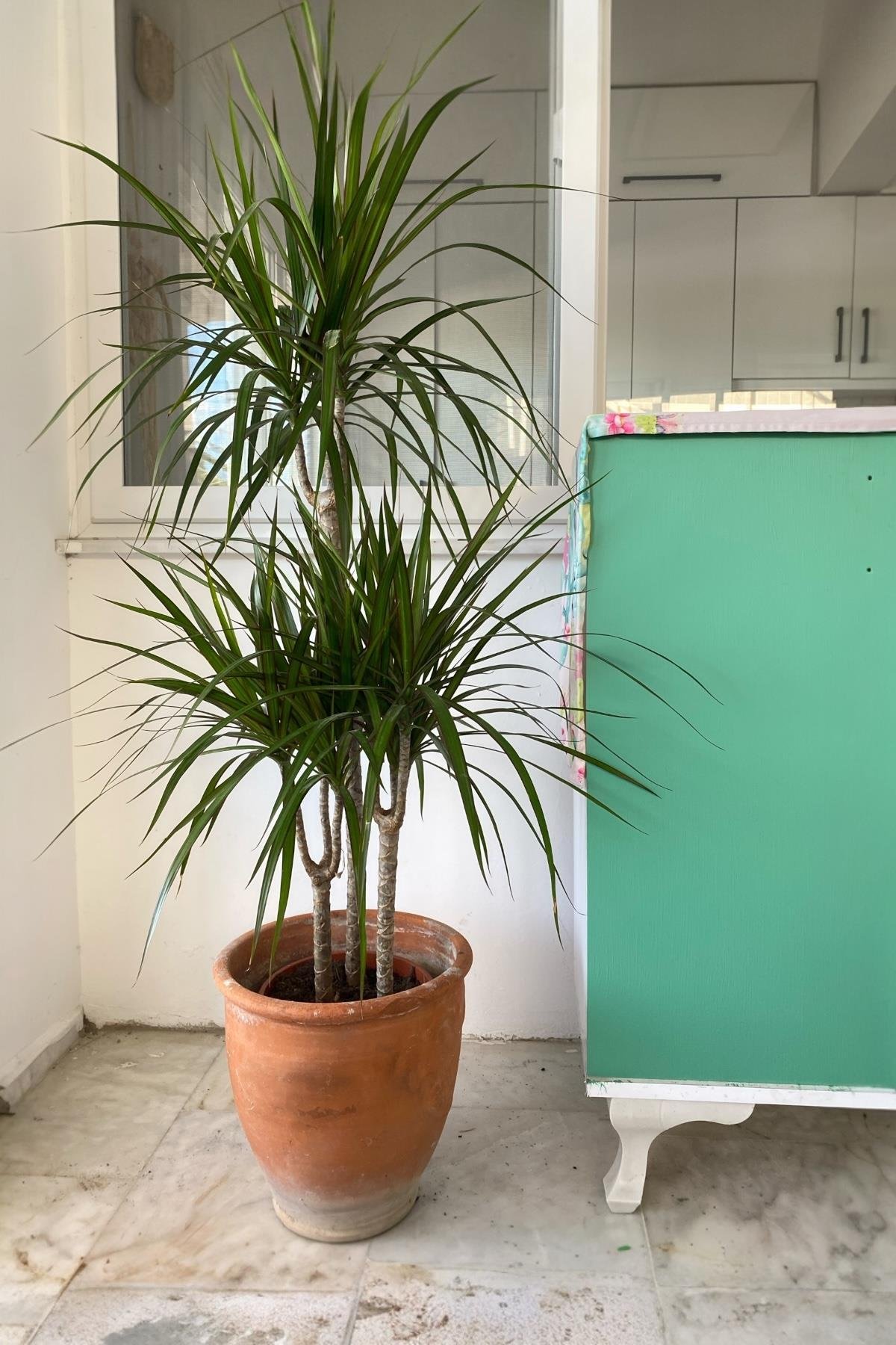 Dracaena Marginata Bitkisi 3 Gövdeli - Madagaskar Dragon Ağacı