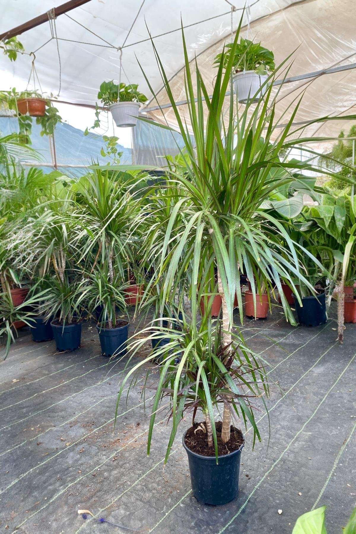 Dracaena Marginata Bitkisi 3 Gövdeli - Madagaskar Dragon Ağacı