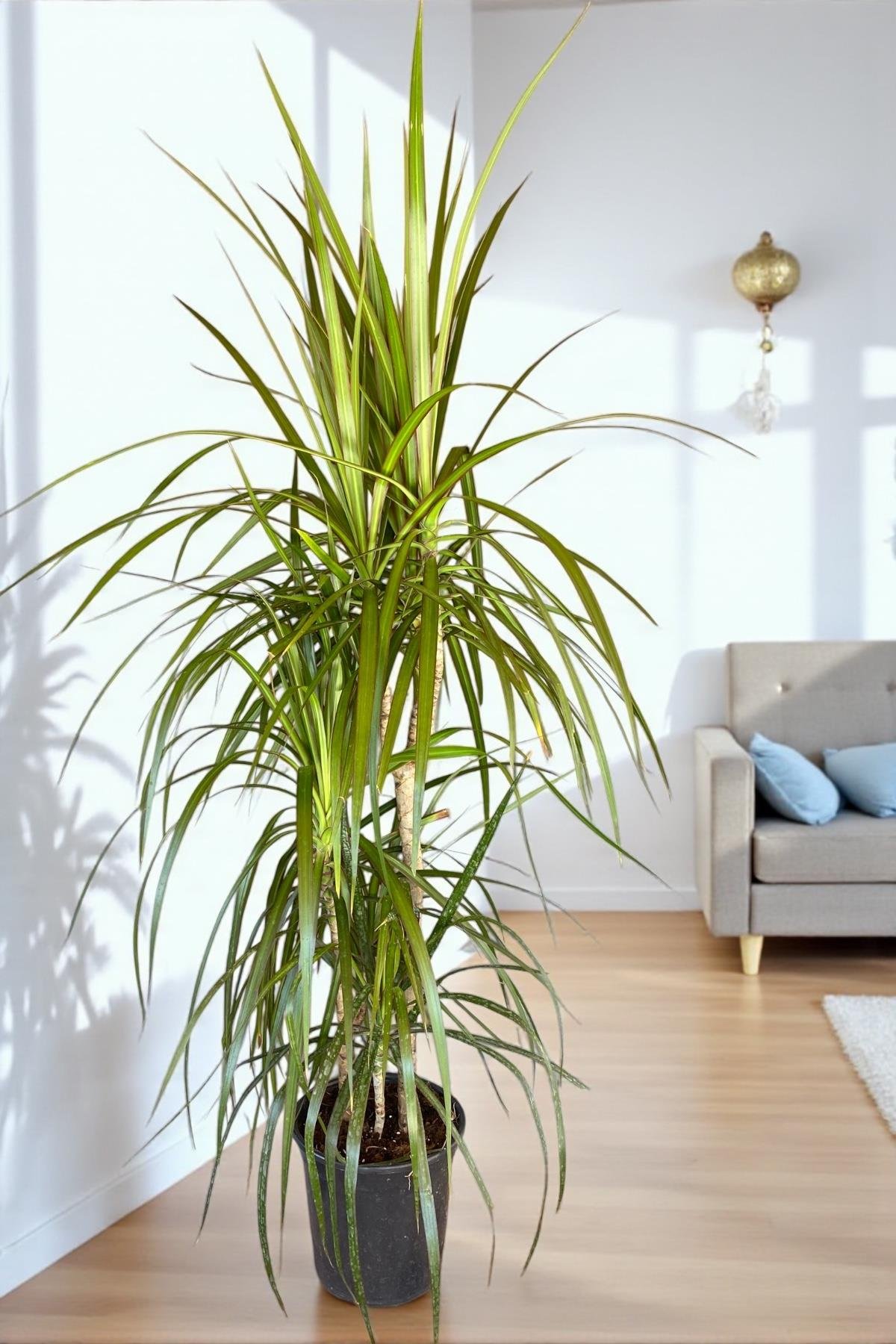 Dracaena Marginata Bitkisi 3 Gövdeli - Madagaskar Dragon Ağacı