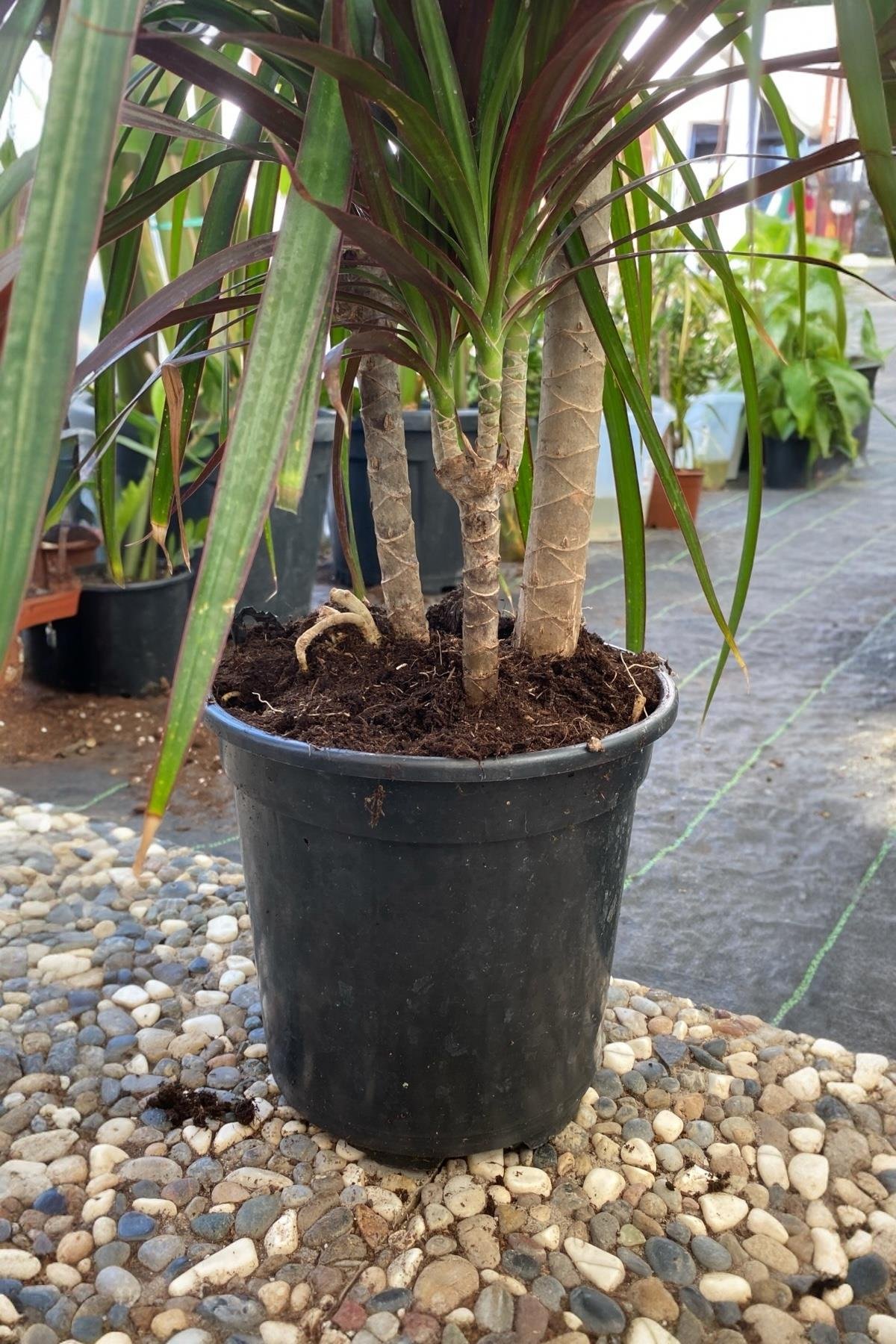 Dracaena Marginata Bitkisi 3 Gövdeli - Madagaskar Dragon Ağacı