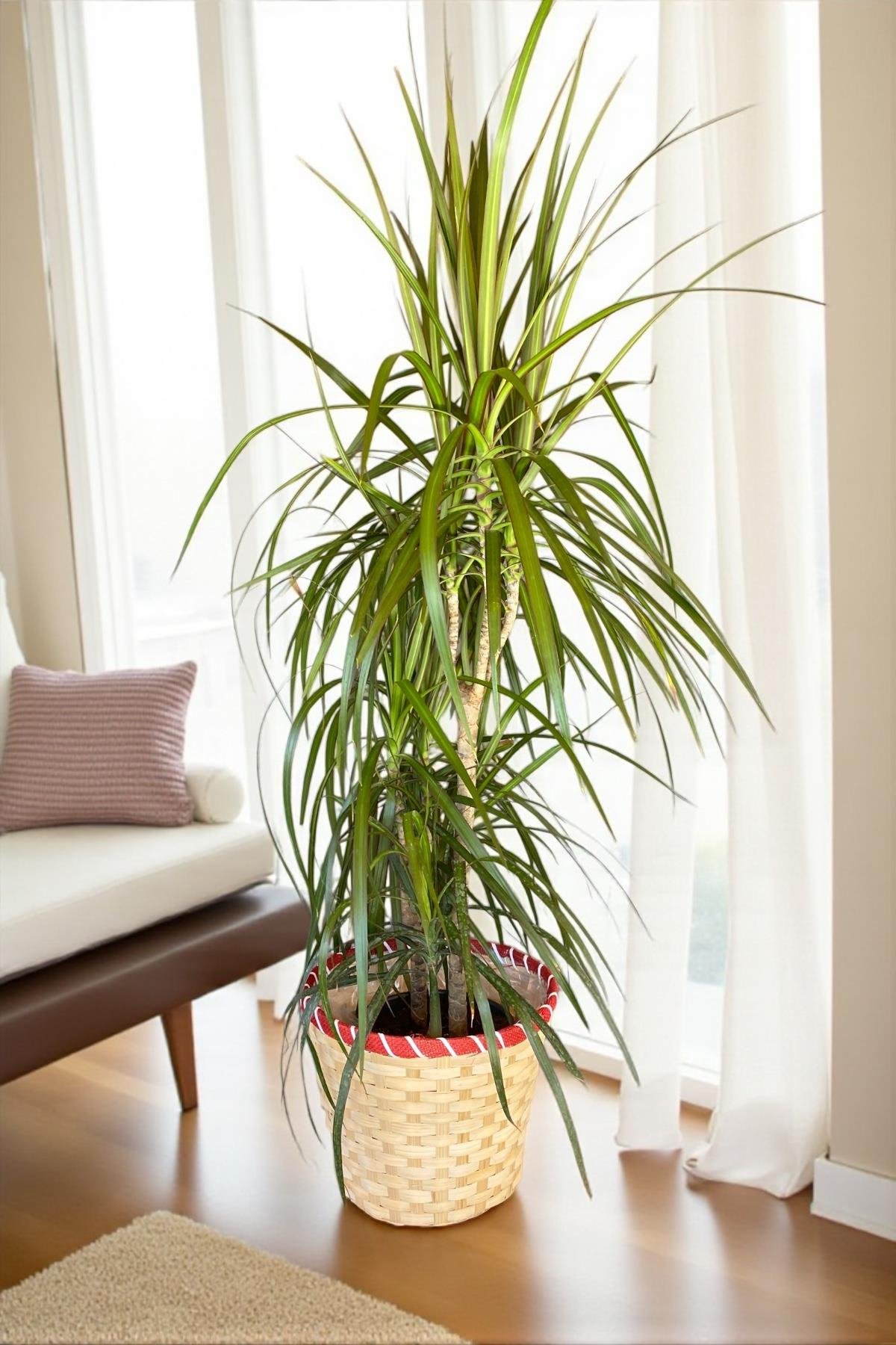 Dracaena Marginata Bitkisi 3 Gövdeli - Madagaskar Dragon Ağacı