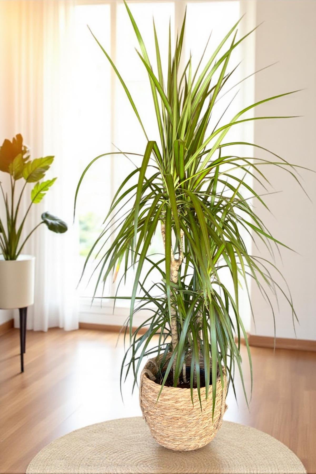 Dracaena Marginata Bitkisi 3 Gövdeli - Madagaskar Dragon Ağacı