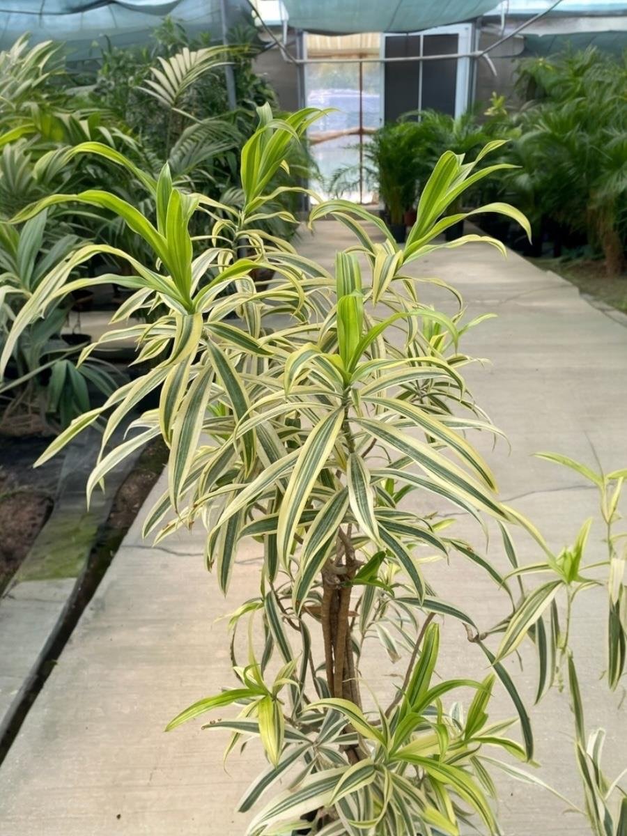 Dracaena Reflexa (Song of India) Bitkisi 130-150 Cm 