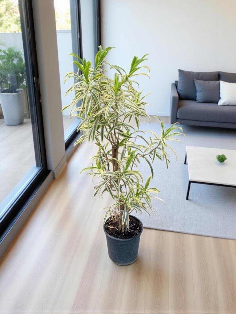 Dracaena Reflexa (Song of India) Bitkisi 130-150 Cm 
