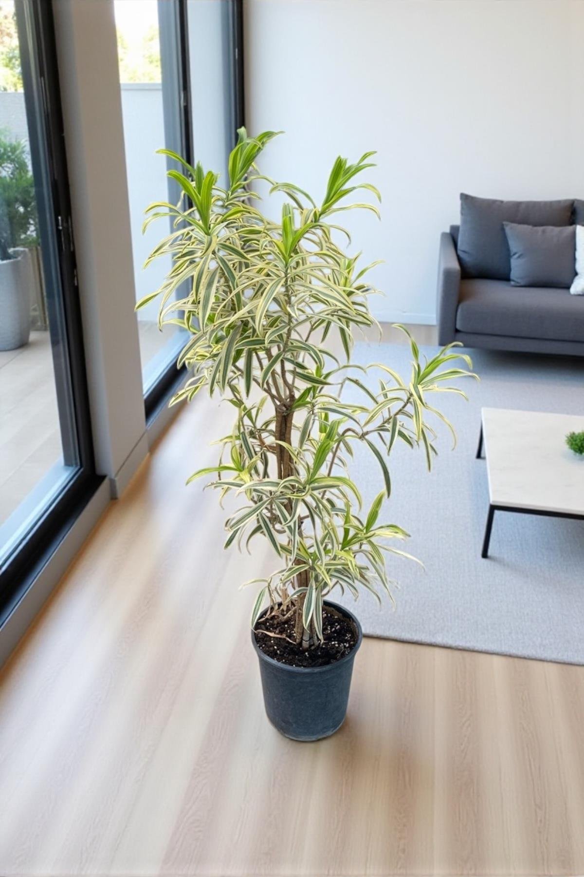 Dracaena Reflexa (Song of India) Bitkisi 130-150 Cm 