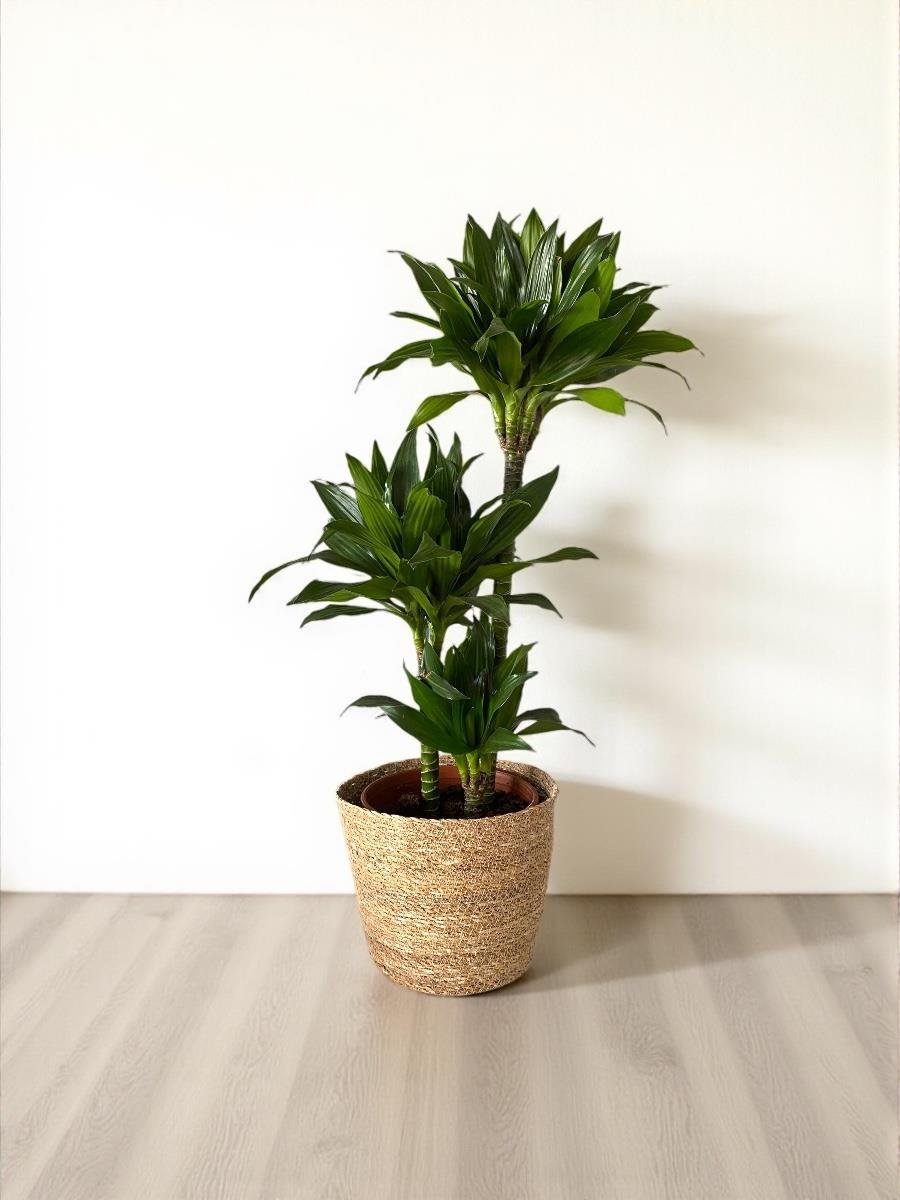 Draceana Compacta 3 Gövdeli XL 90 - 100 Cm 