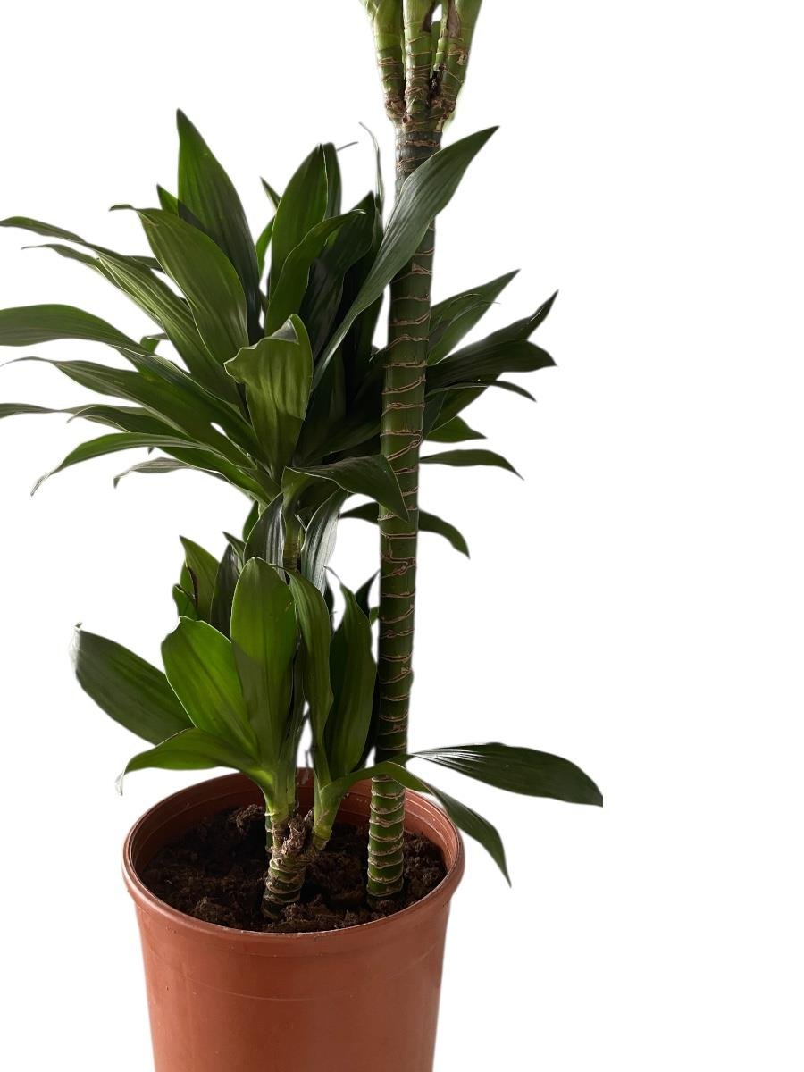 Draceana Compacta 3 Gövdeli XL 90 - 100 Cm 