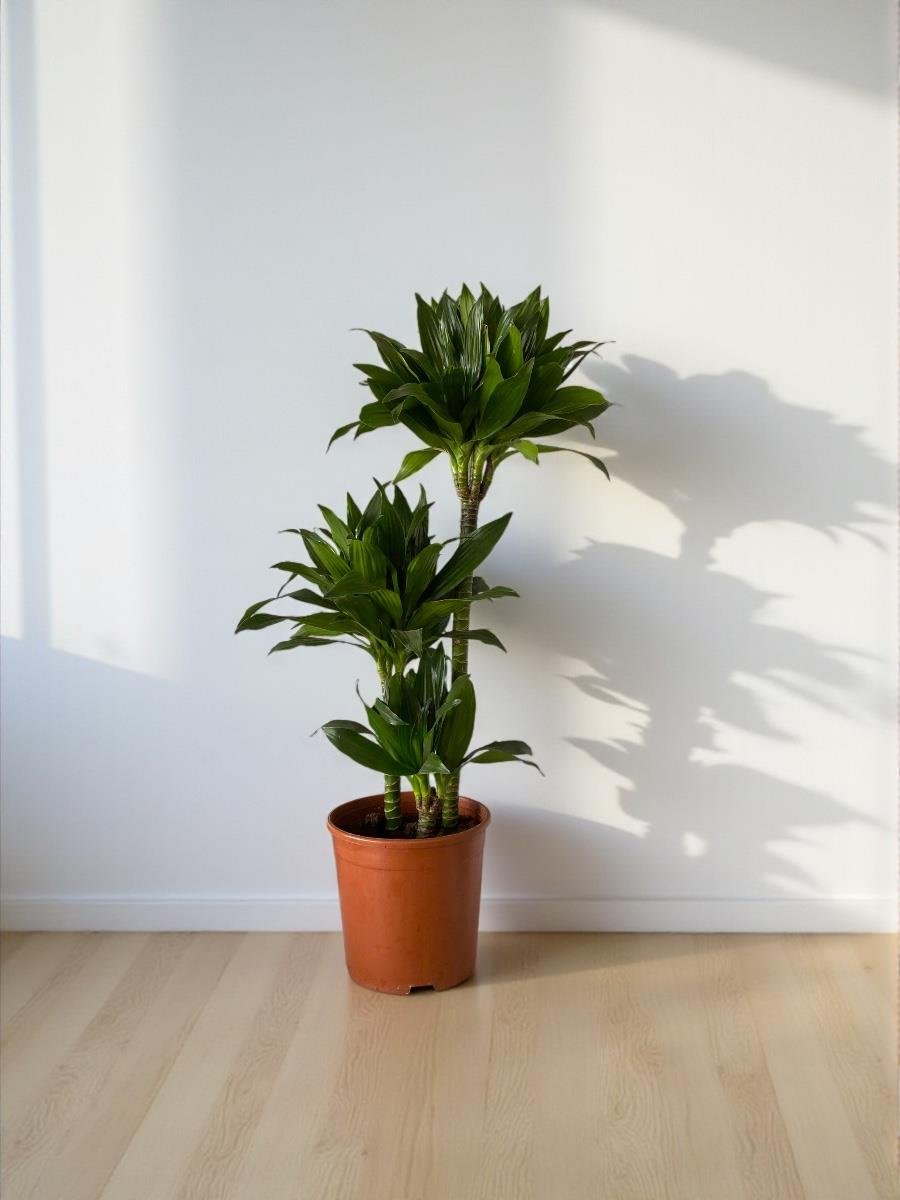 Draceana Compacta 3 Gövdeli XL 90 - 100 Cm 