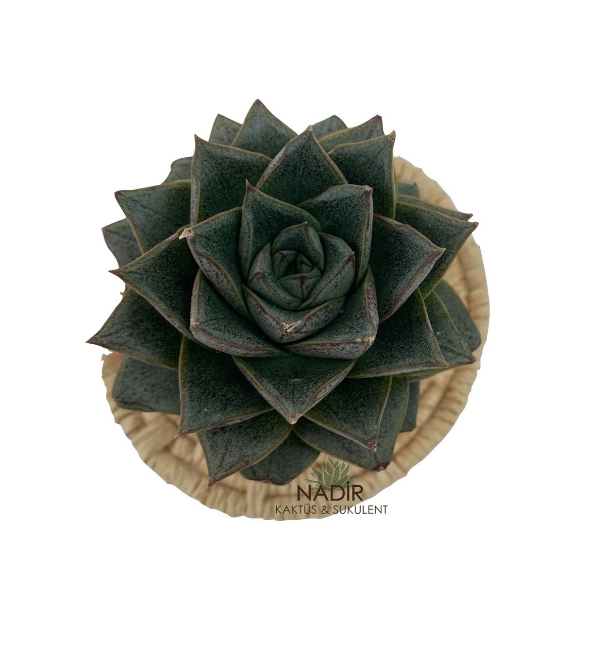 Echeveria Purpusorum