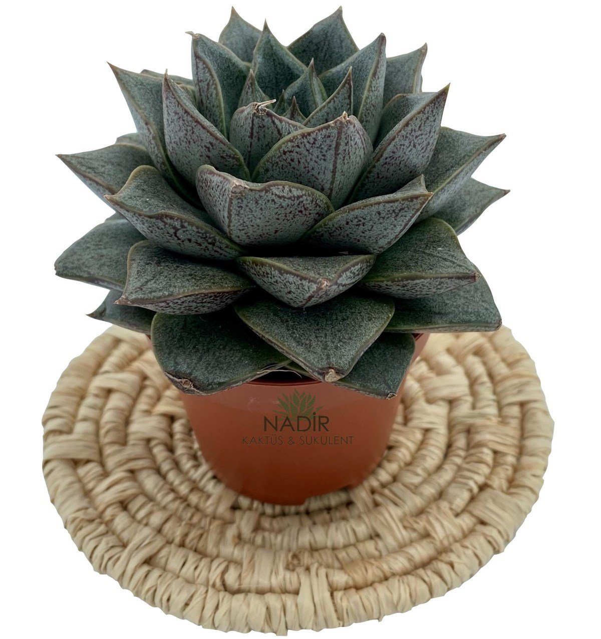 Echeveria Purpusorum