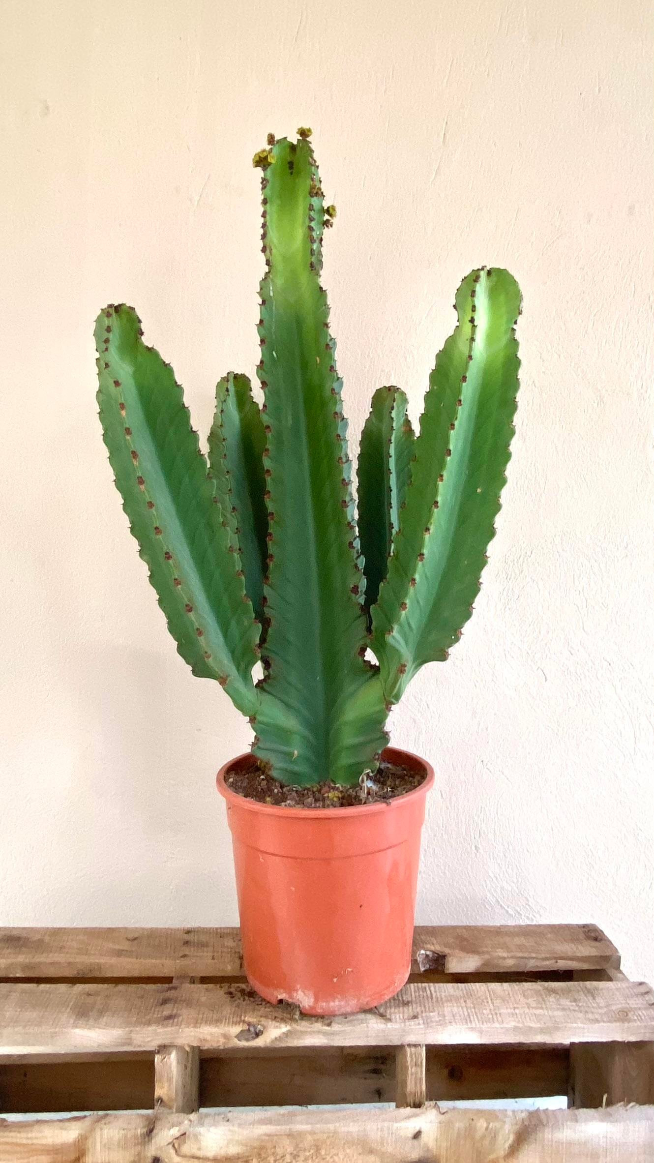 Euphorbia İngens Şamdan Ağacı Dev Kaktüs 