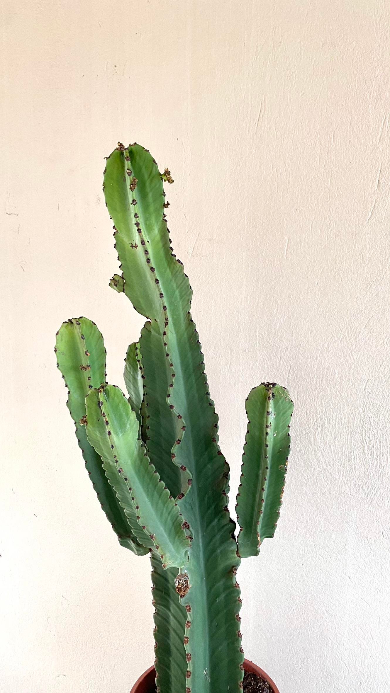 Euphorbia İngens Şamdan Ağacı Dev Kaktüs 