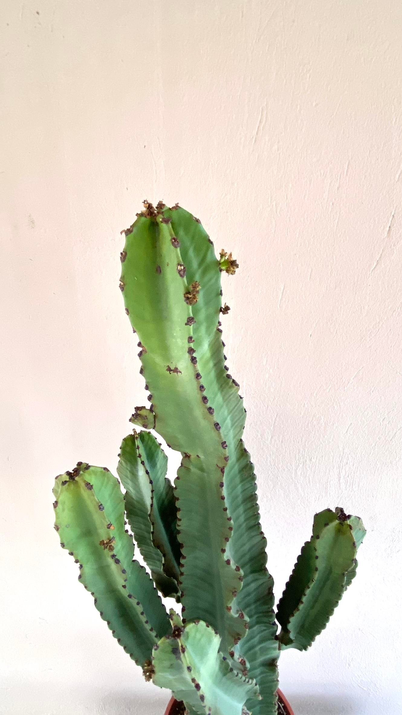 Euphorbia İngens Şamdan Ağacı Dev Kaktüs 