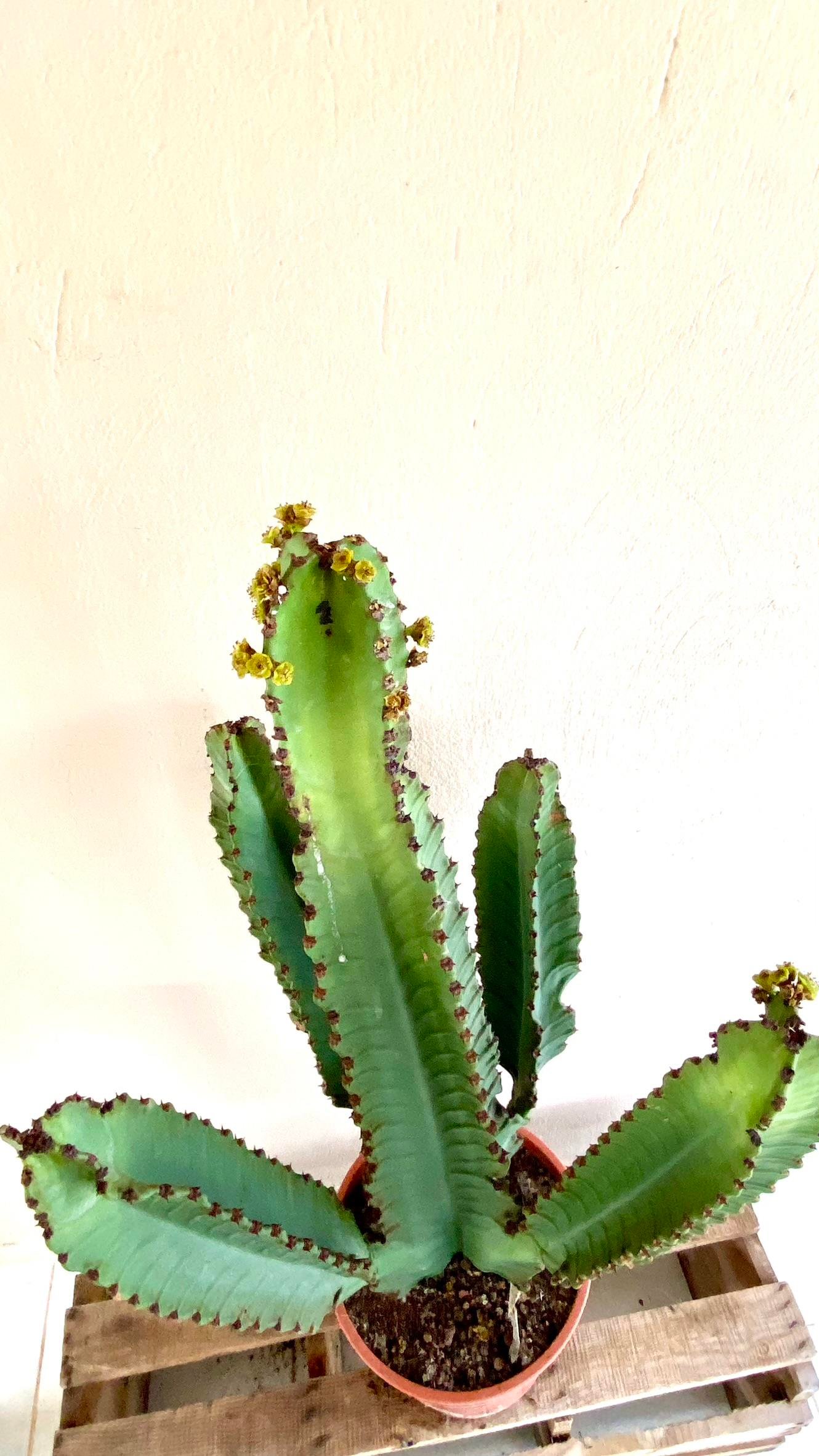 Euphorbia İngens Şamdan Ağacı Dev Kaktüs 